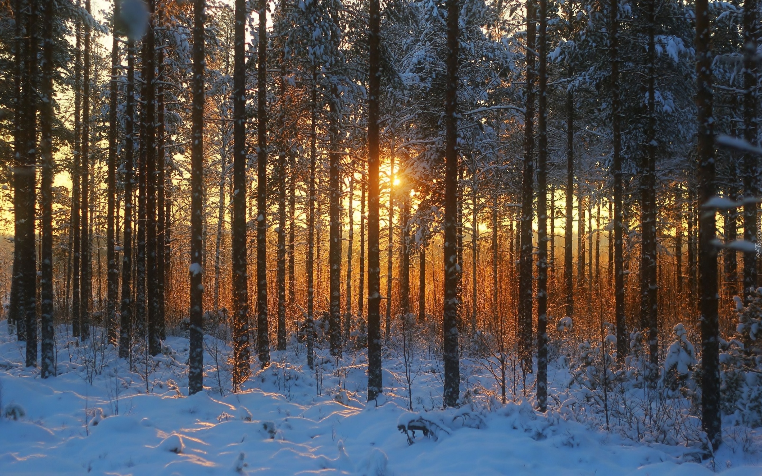 Las, Śnieg, Zachód