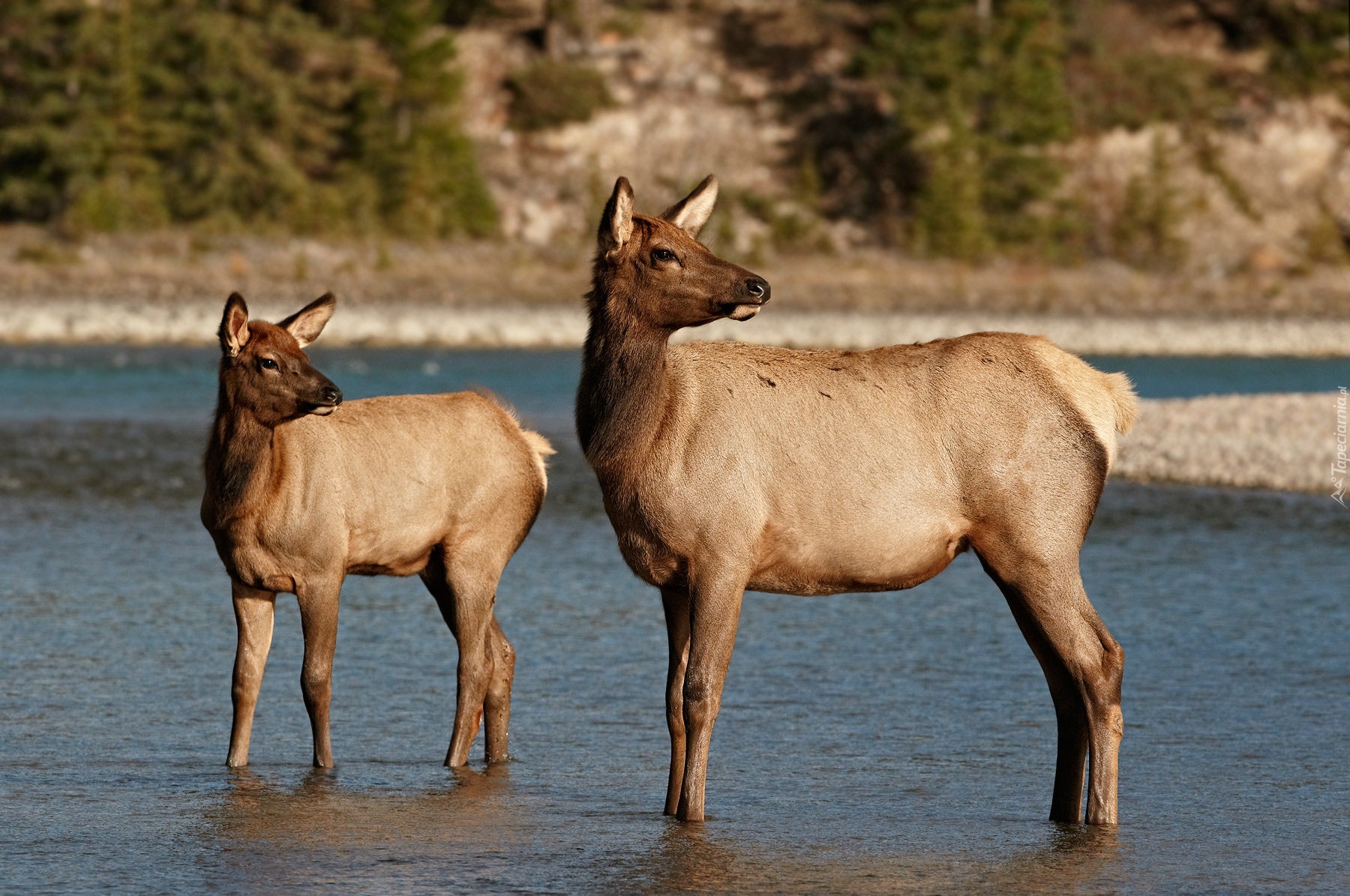 Rzeka, Wapiti