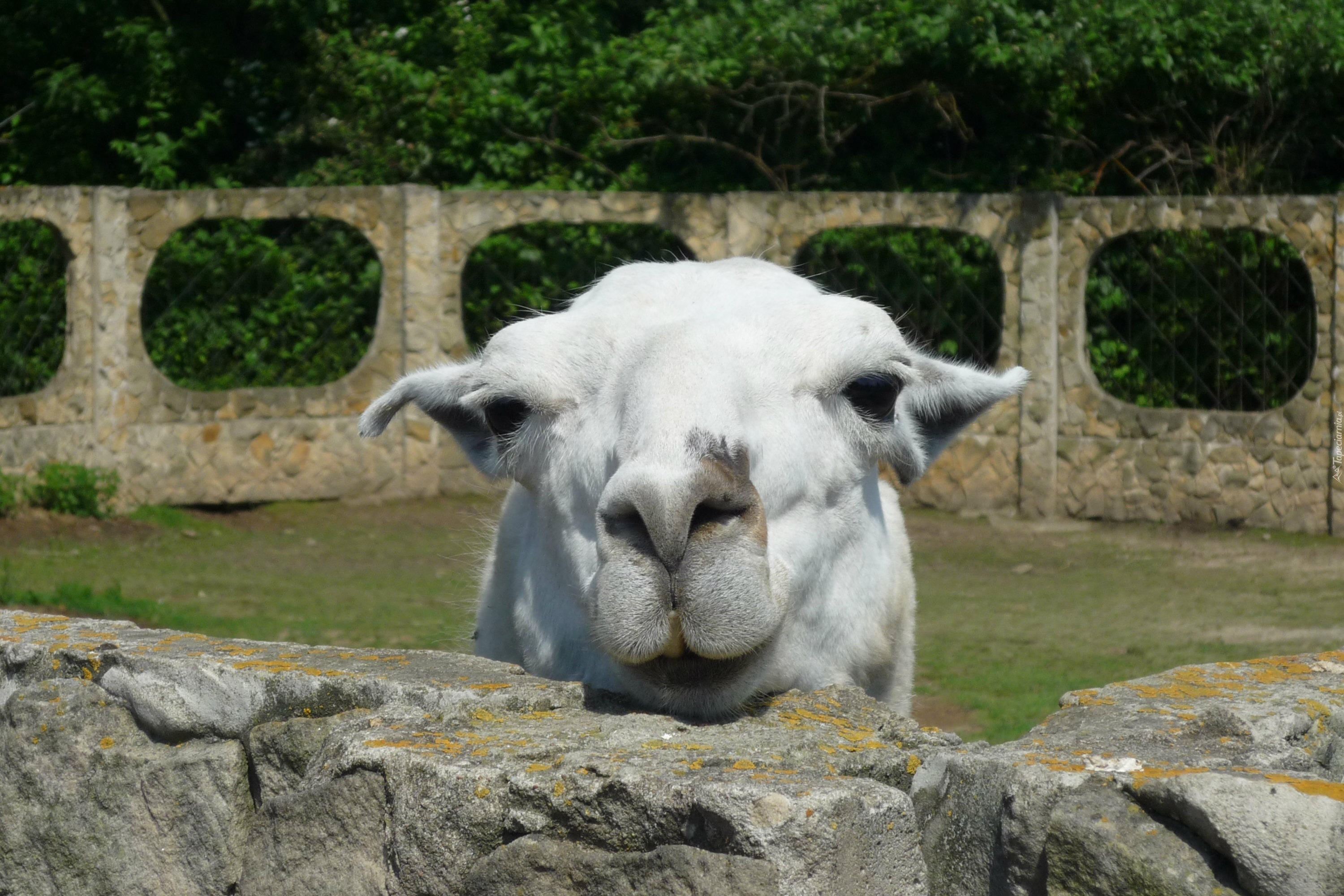 Lama, Mini, Zoo, Kałków