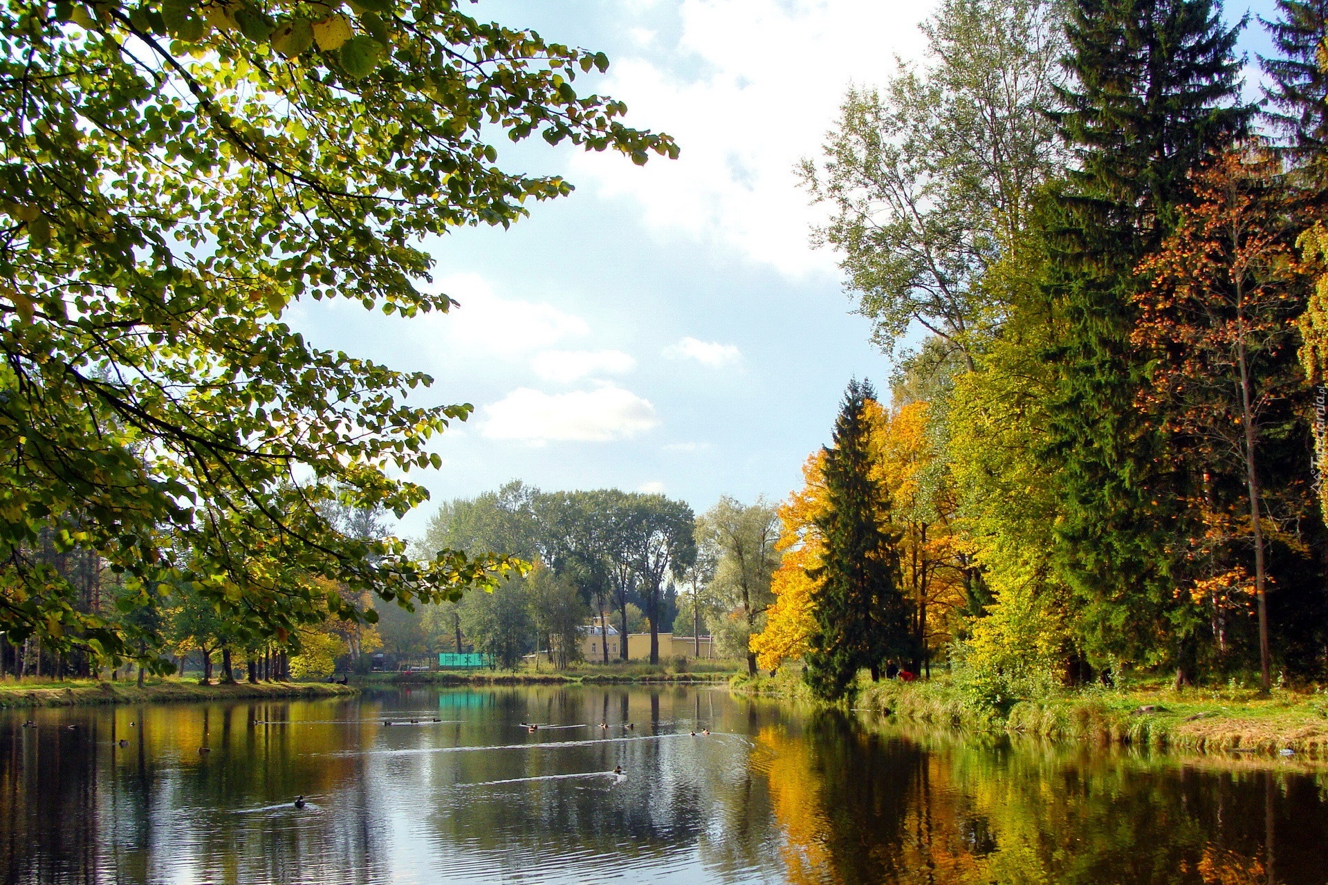 Rzeka, Kaczki, Park, Jesień