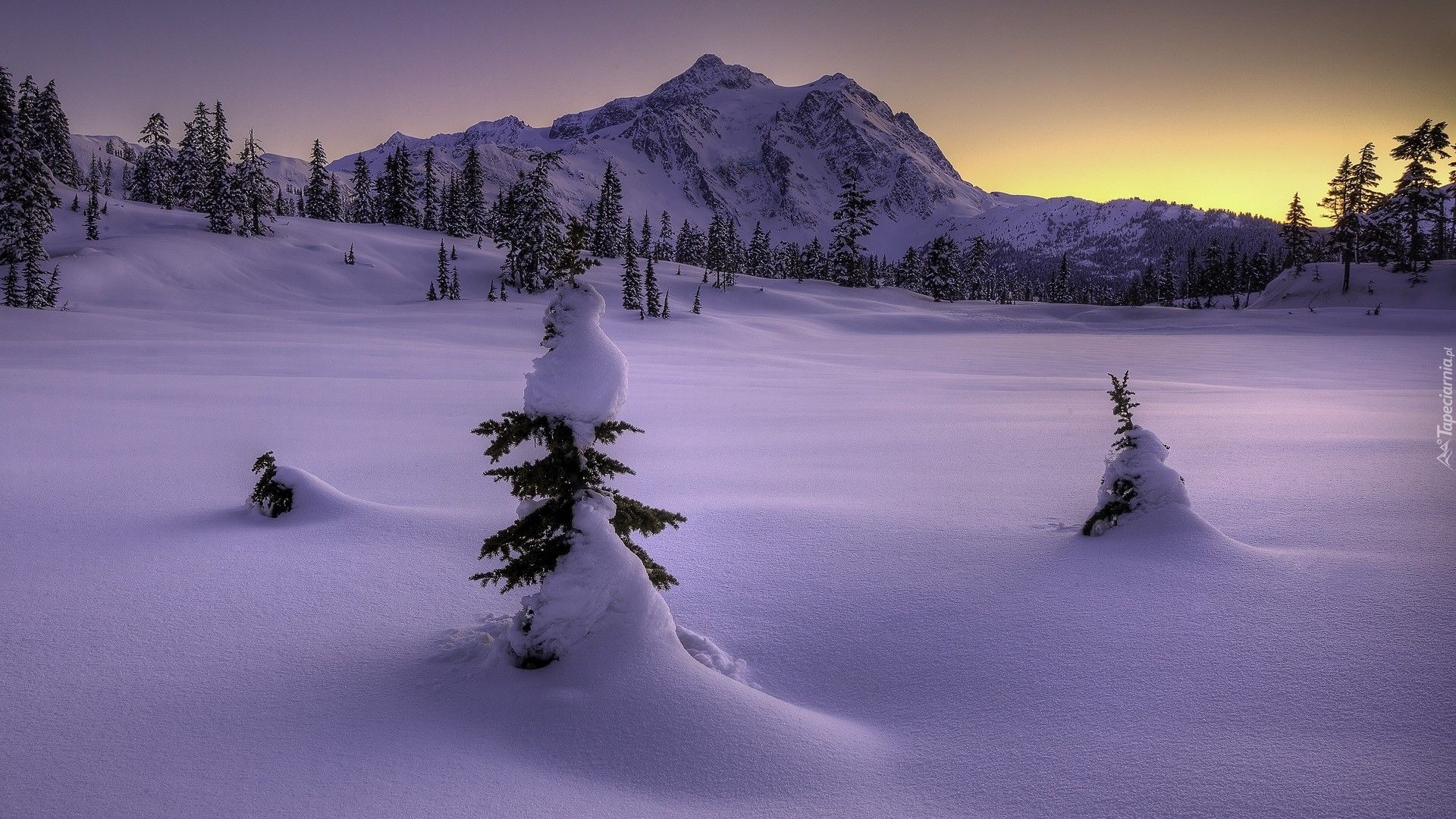 Śnieg, Góra, Drzewa