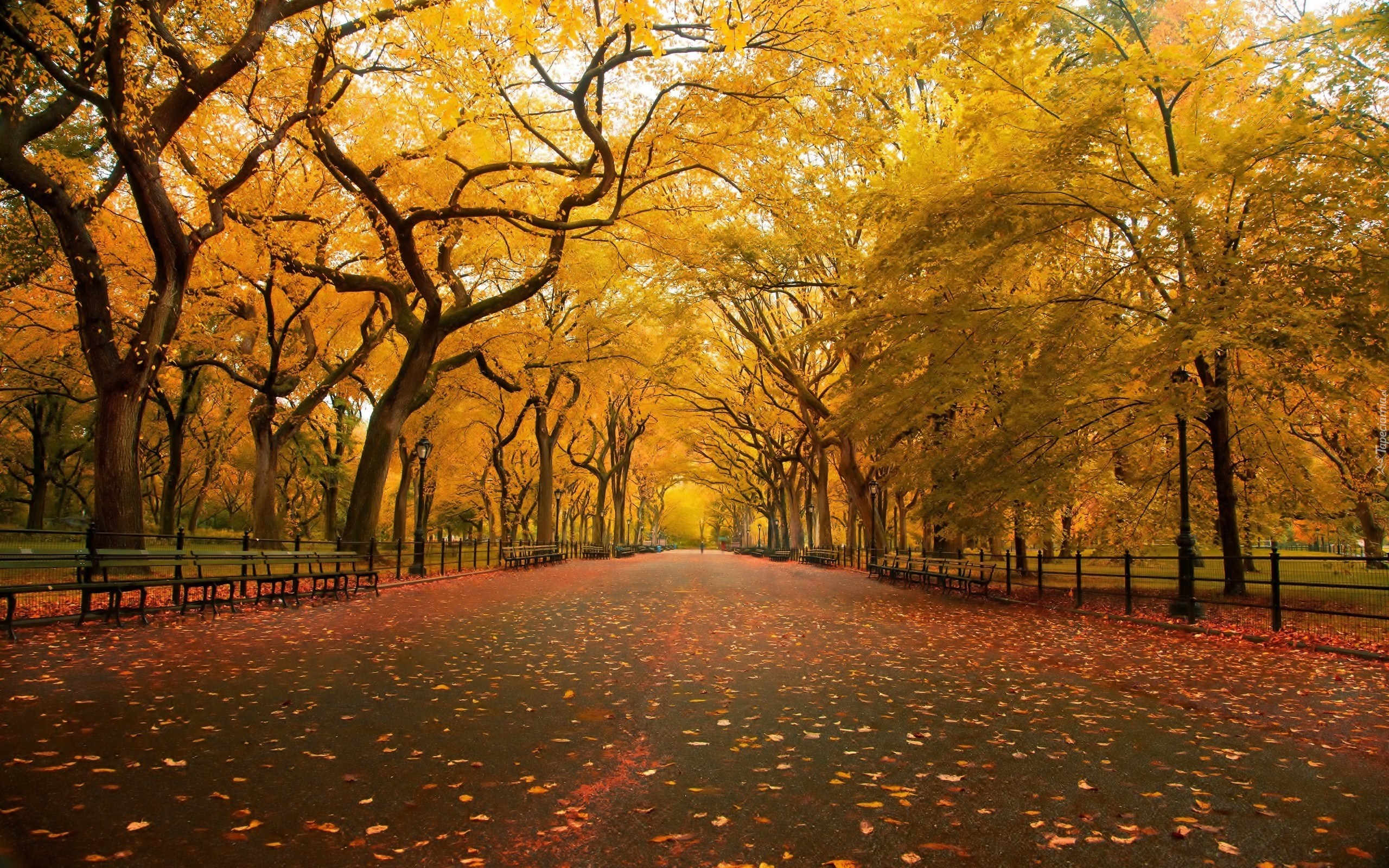 Stany Zjednoczone, Nowy Jork, Central Park, Drzewa, Alejka, Liście