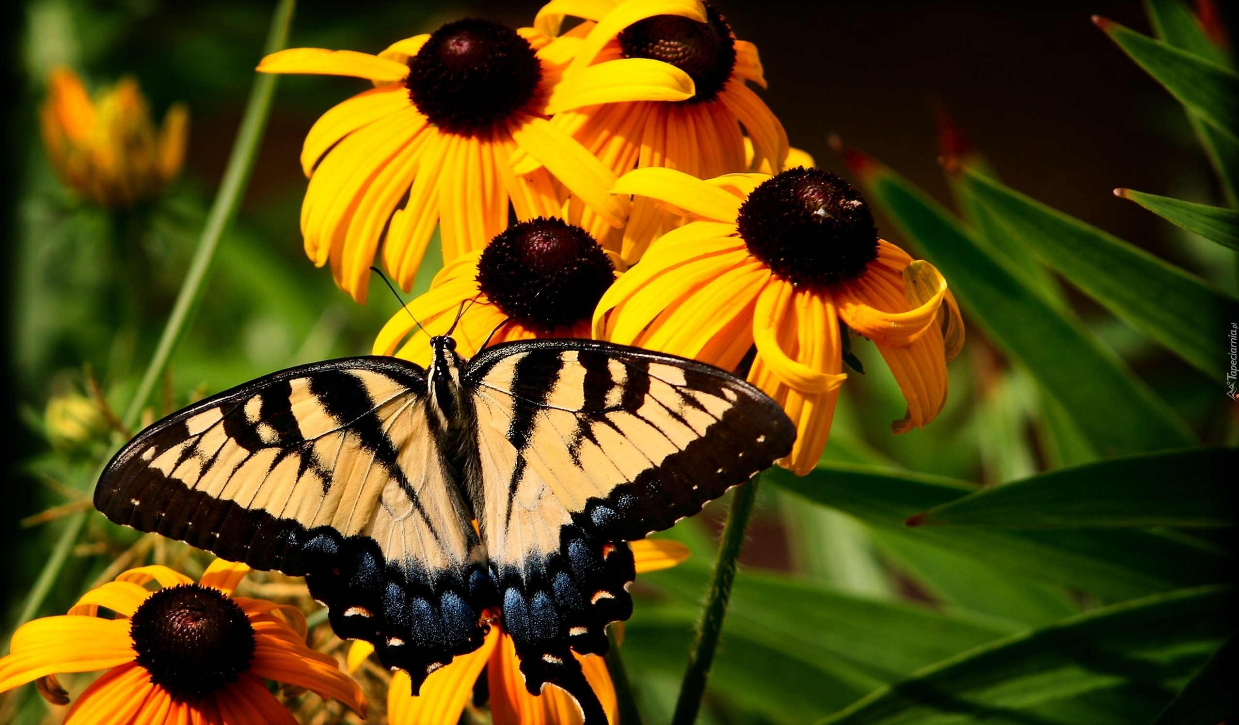 Żółte, Kwiaty, Rudbekia, Motyl, Paź królowej