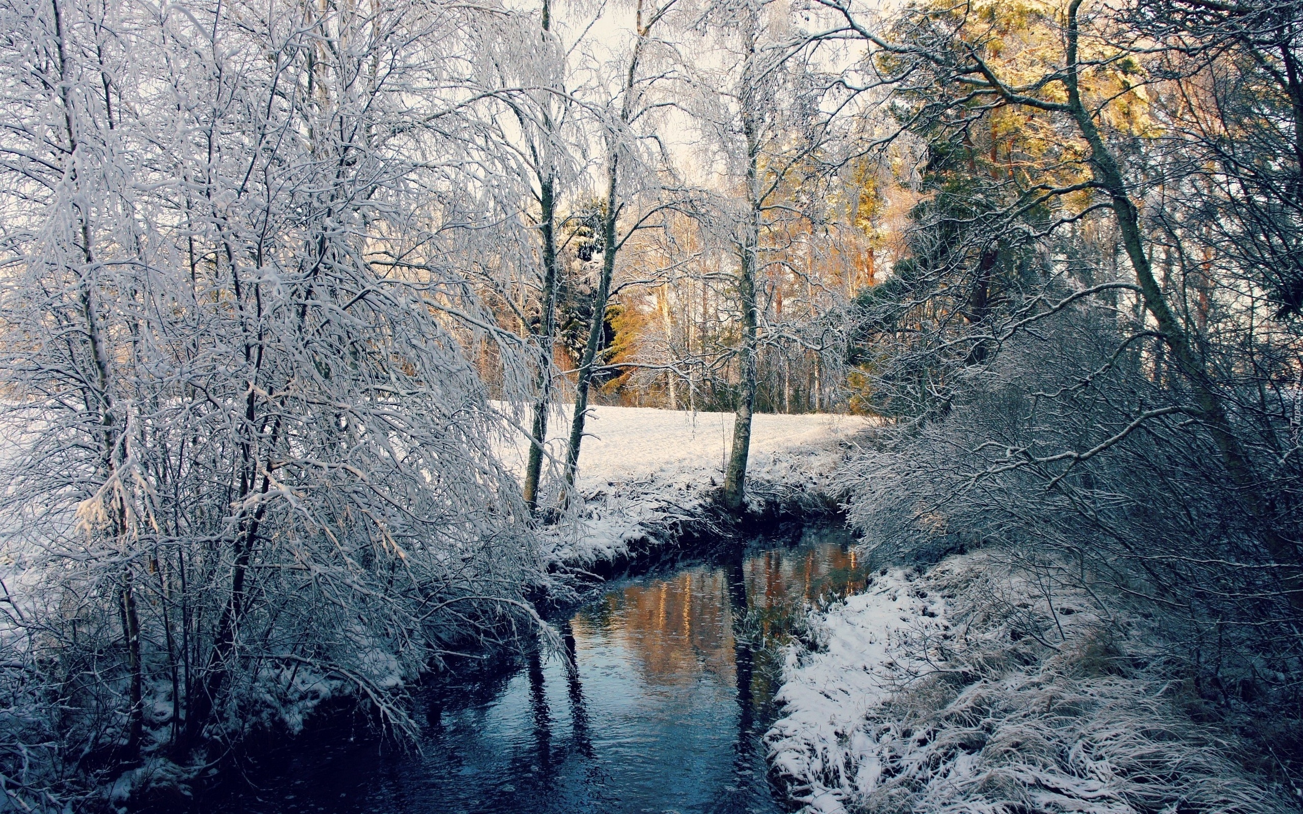 Las, Rzeczka, Przebijające, Światło, Zima