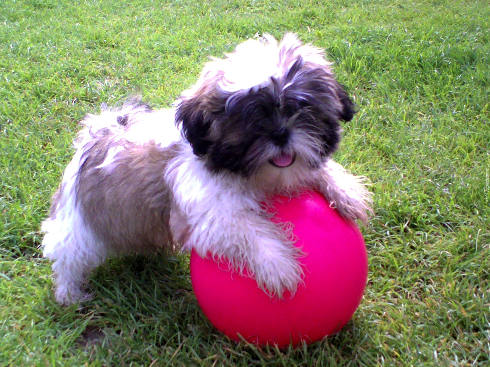 Shih Tzu