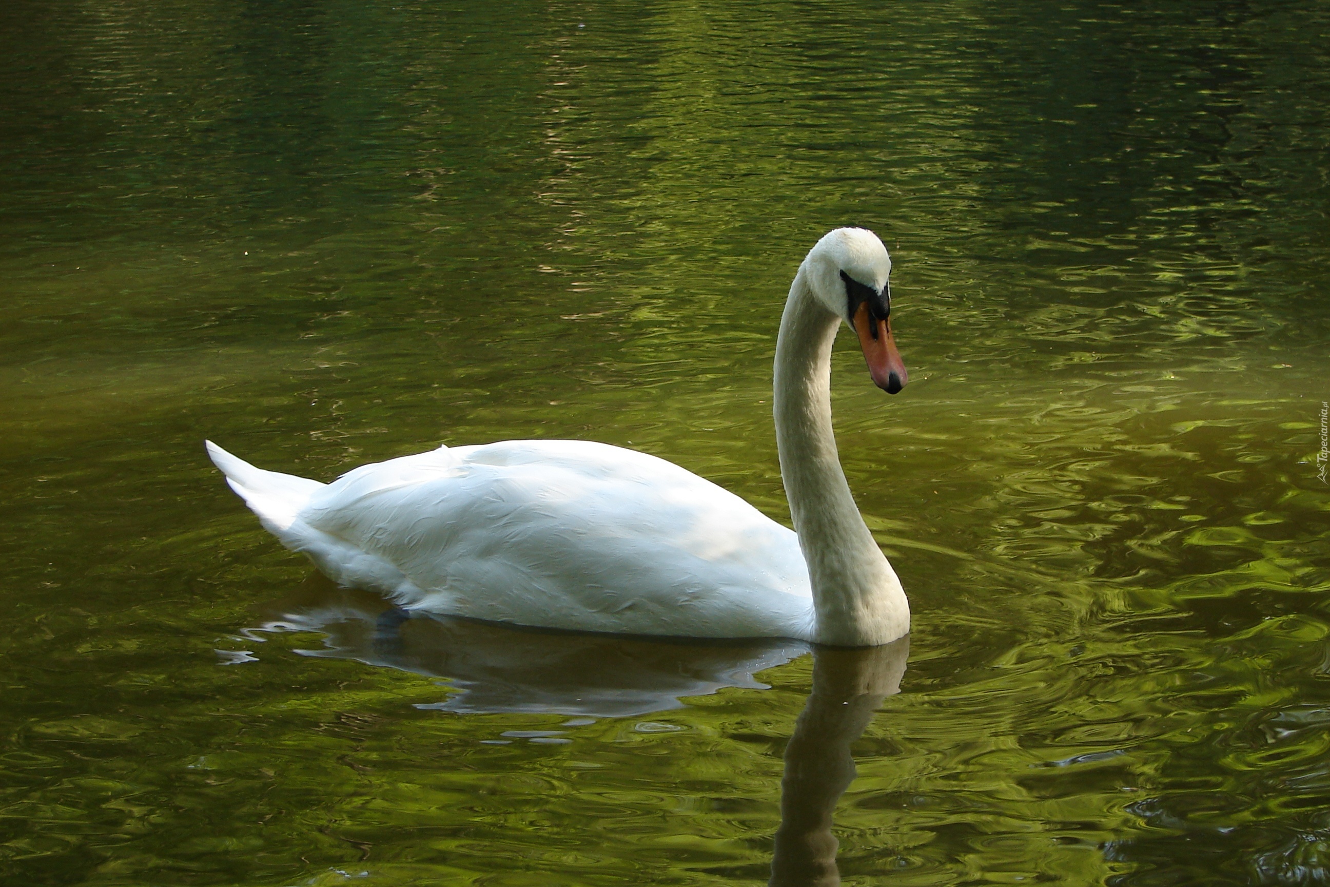 Łabędź, Staw