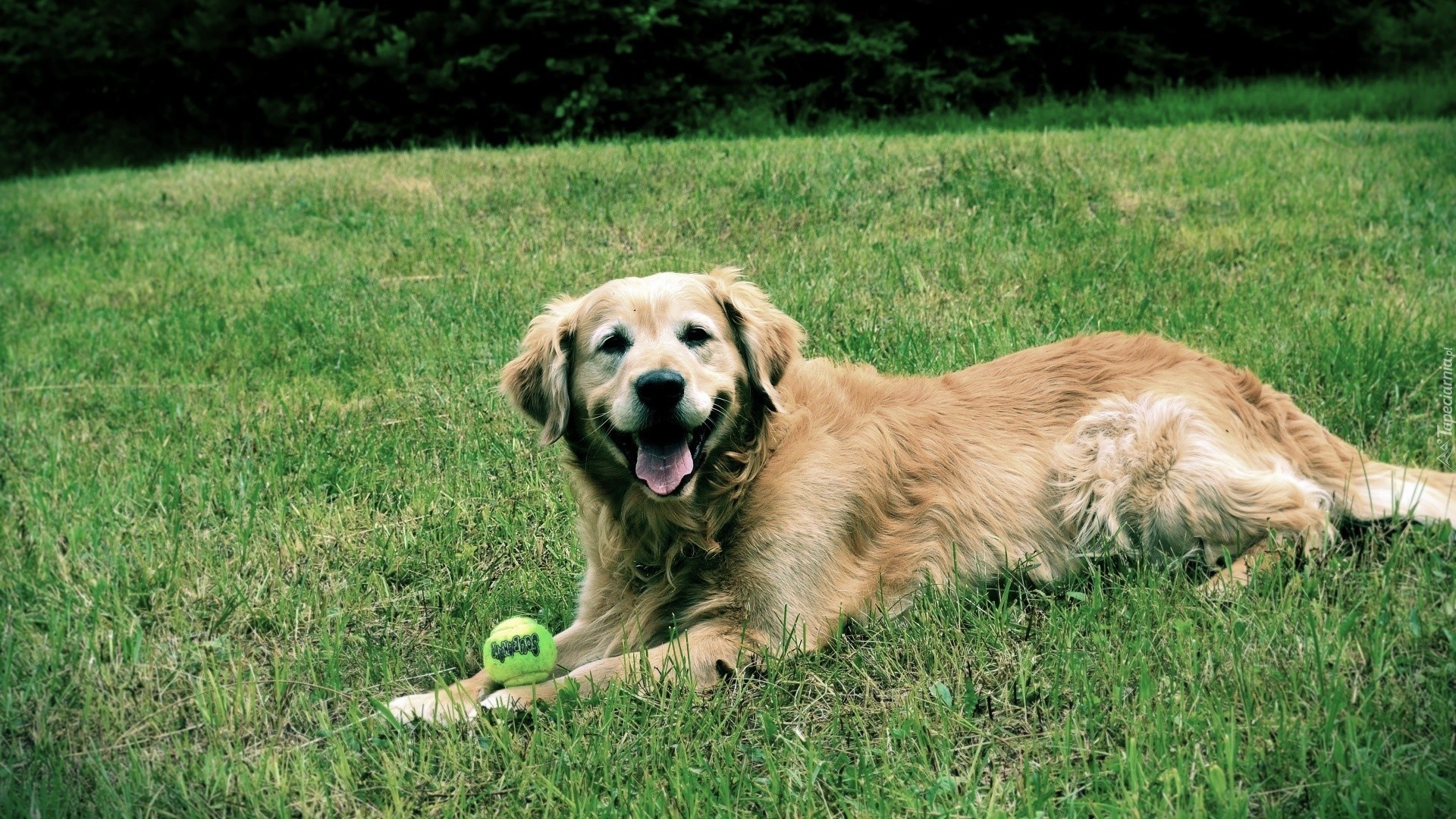 Golden Retriever, Piłeczka, Trawa