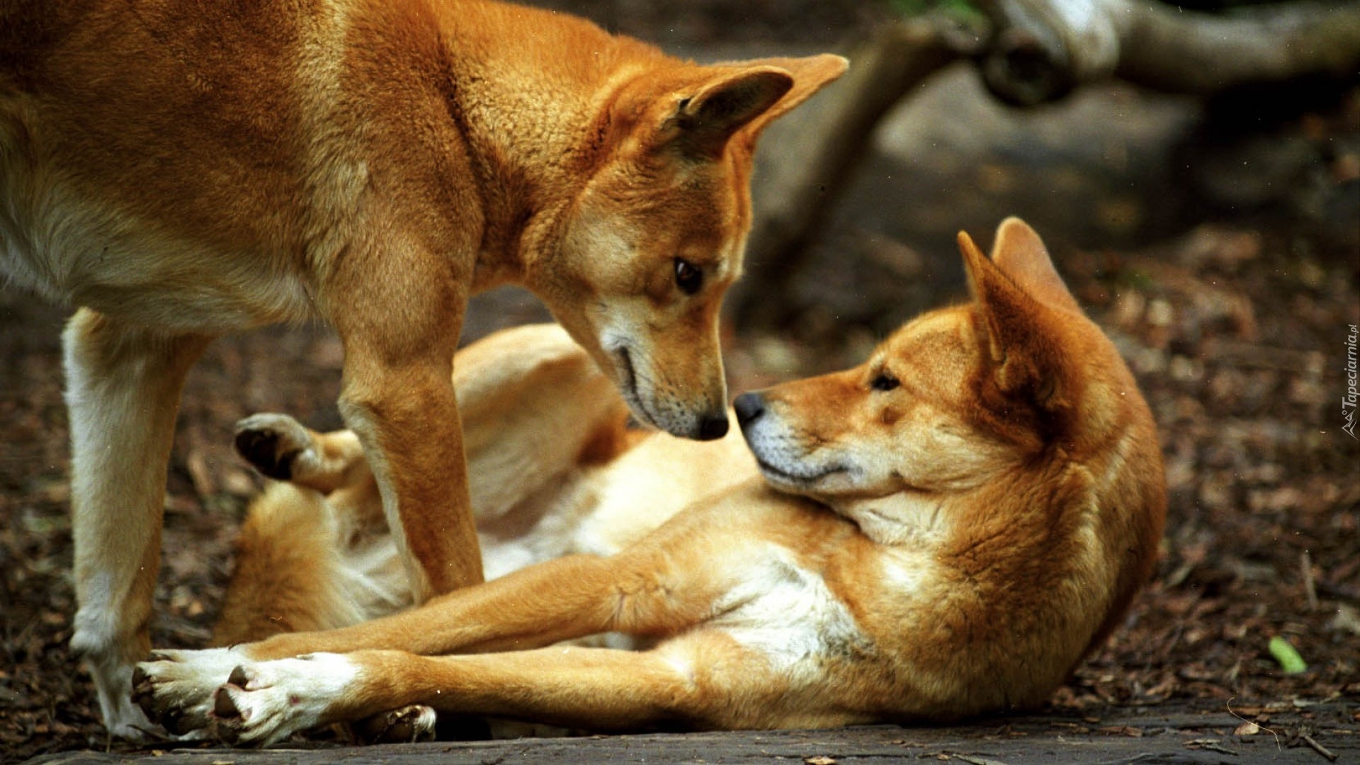 Dwa, Pieski, Dingo