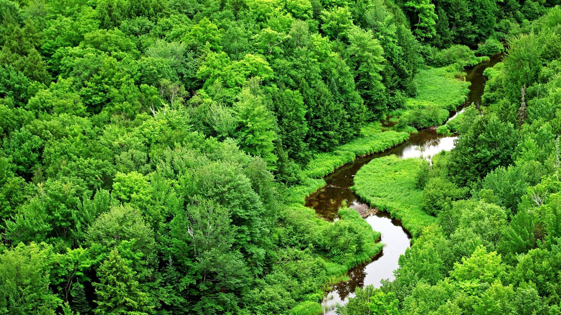 Zielony, Las, Meandrująca, Rzeka