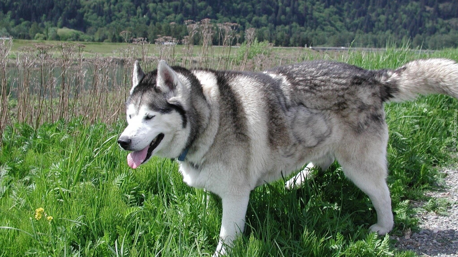 Siberian Husky, Trawa