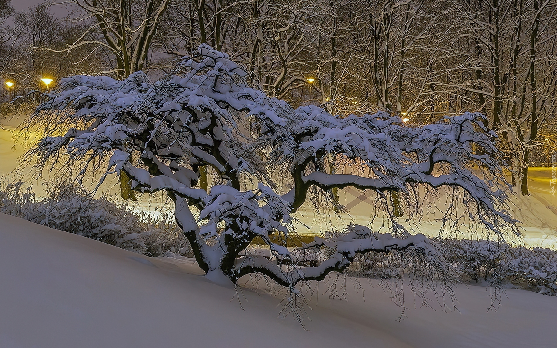 Zima, Śnieg, Niskie, Krzywe, Drzewo