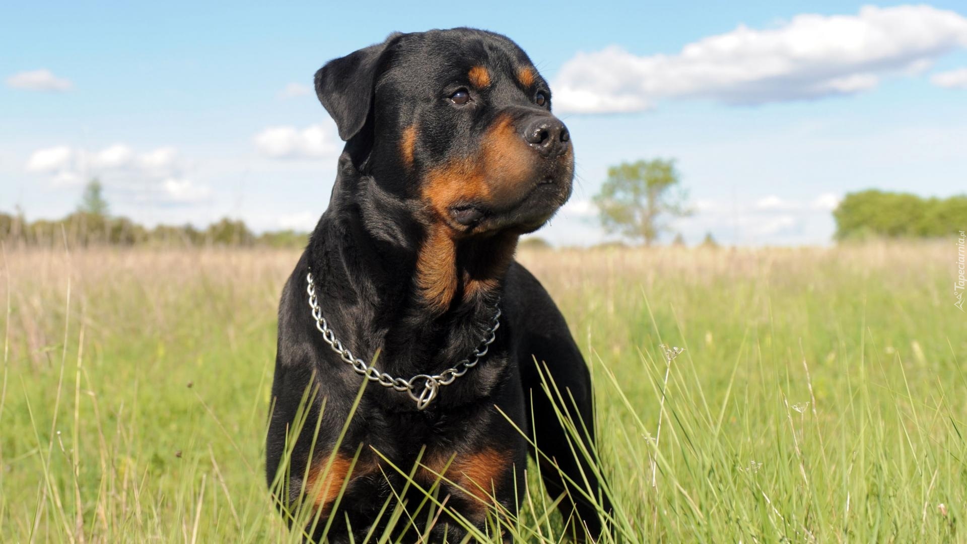 Rottweiler, Łąka