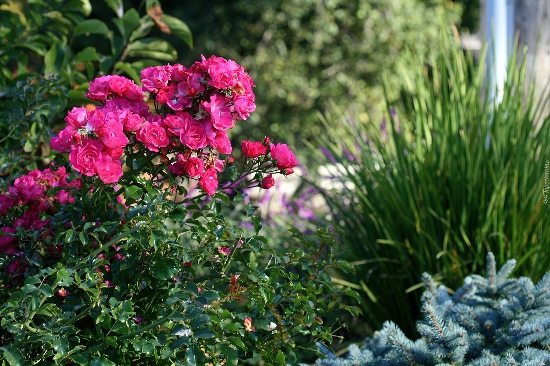 Ogródek, Krzew, Różany