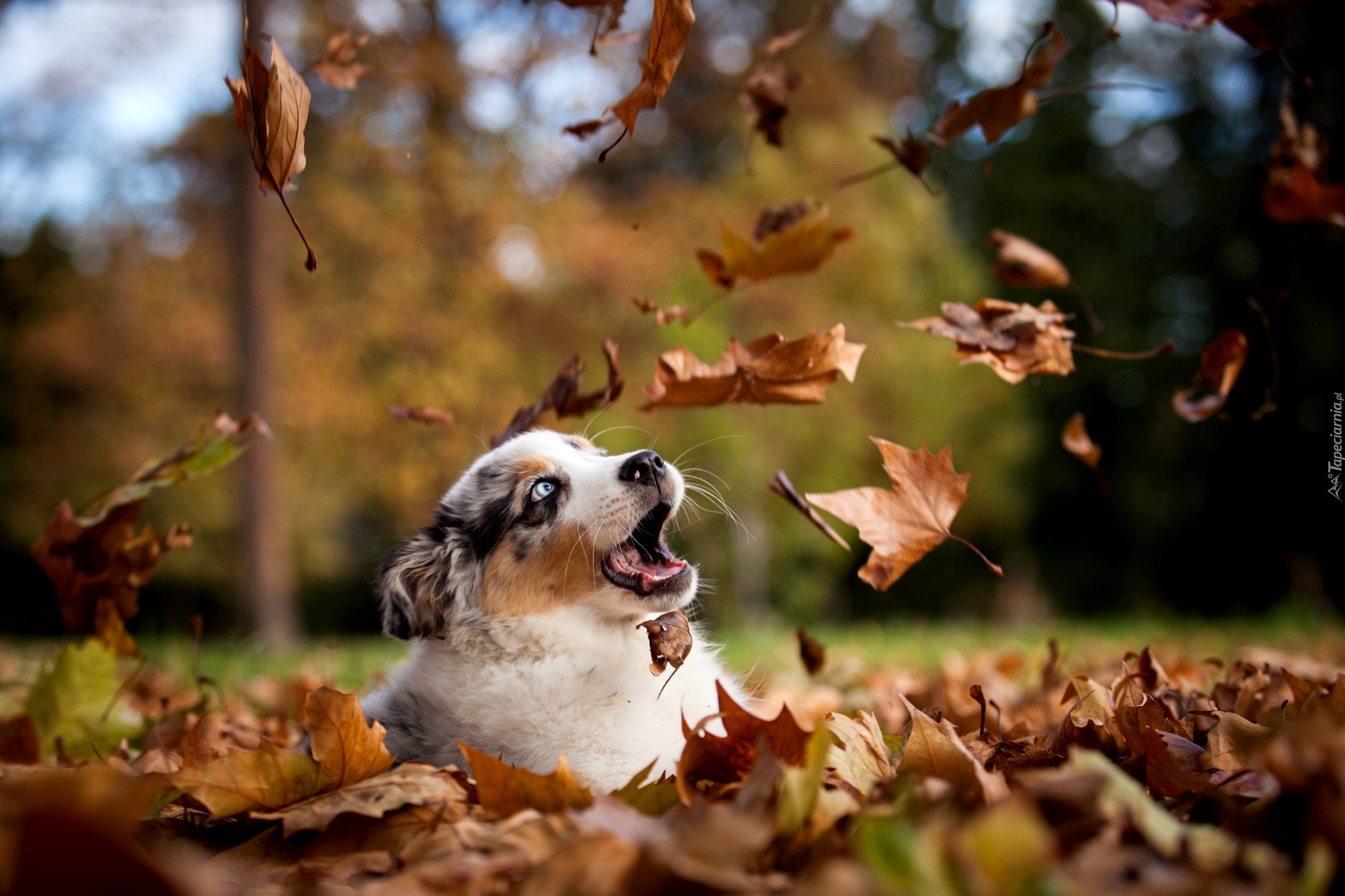 Liście,  Owczarek australijski-australian shepherd