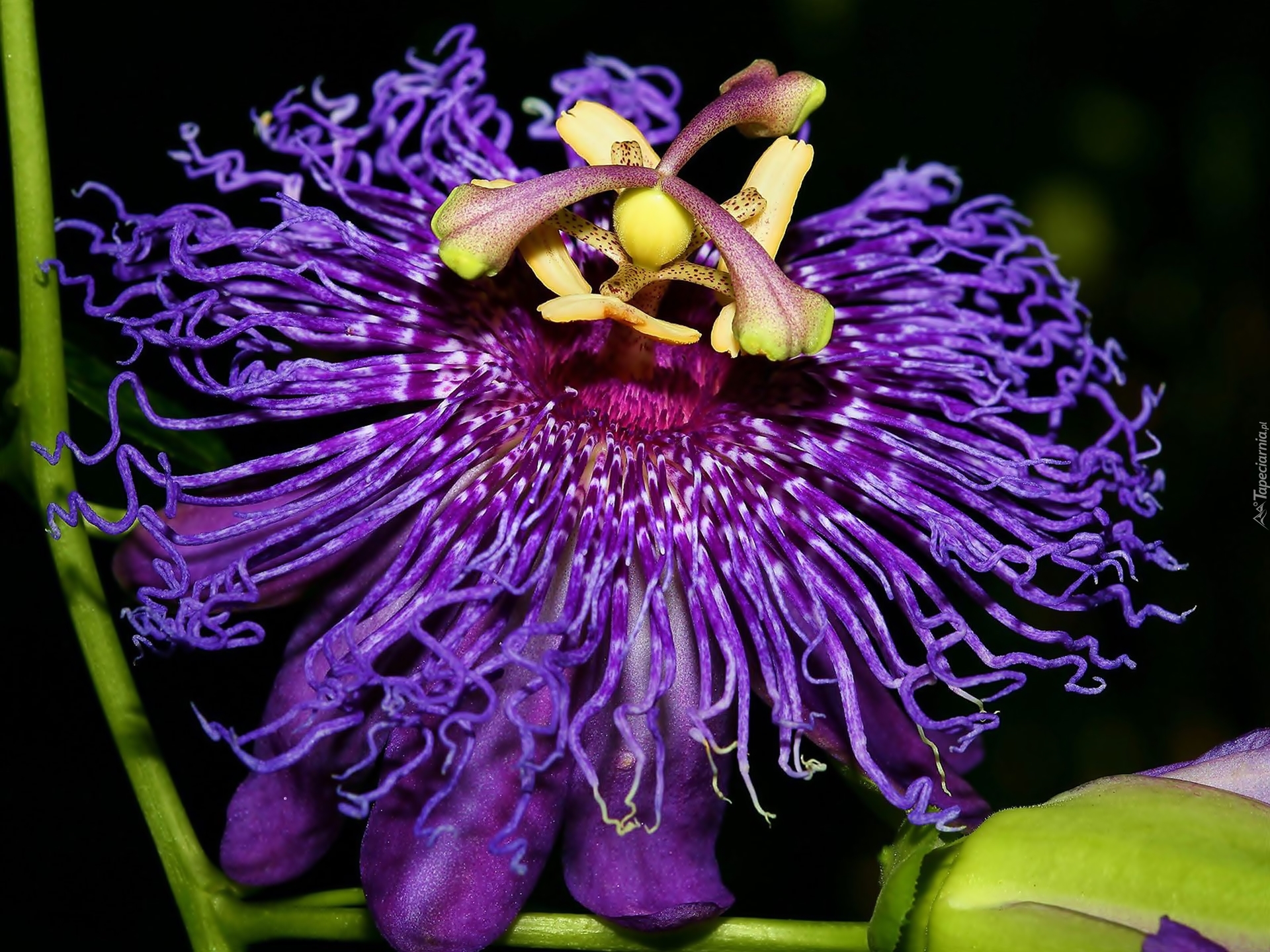 Удивительные красивые растения. Пассифлора фиолетовая маракуйя. Орхидея пассифлора. Цветок Дикая пассифлора голубая. Страстоцвет Африки.