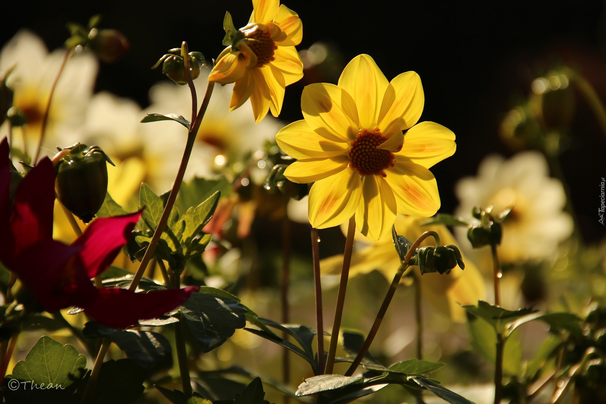 Żółte, Dalie, Kwiaty