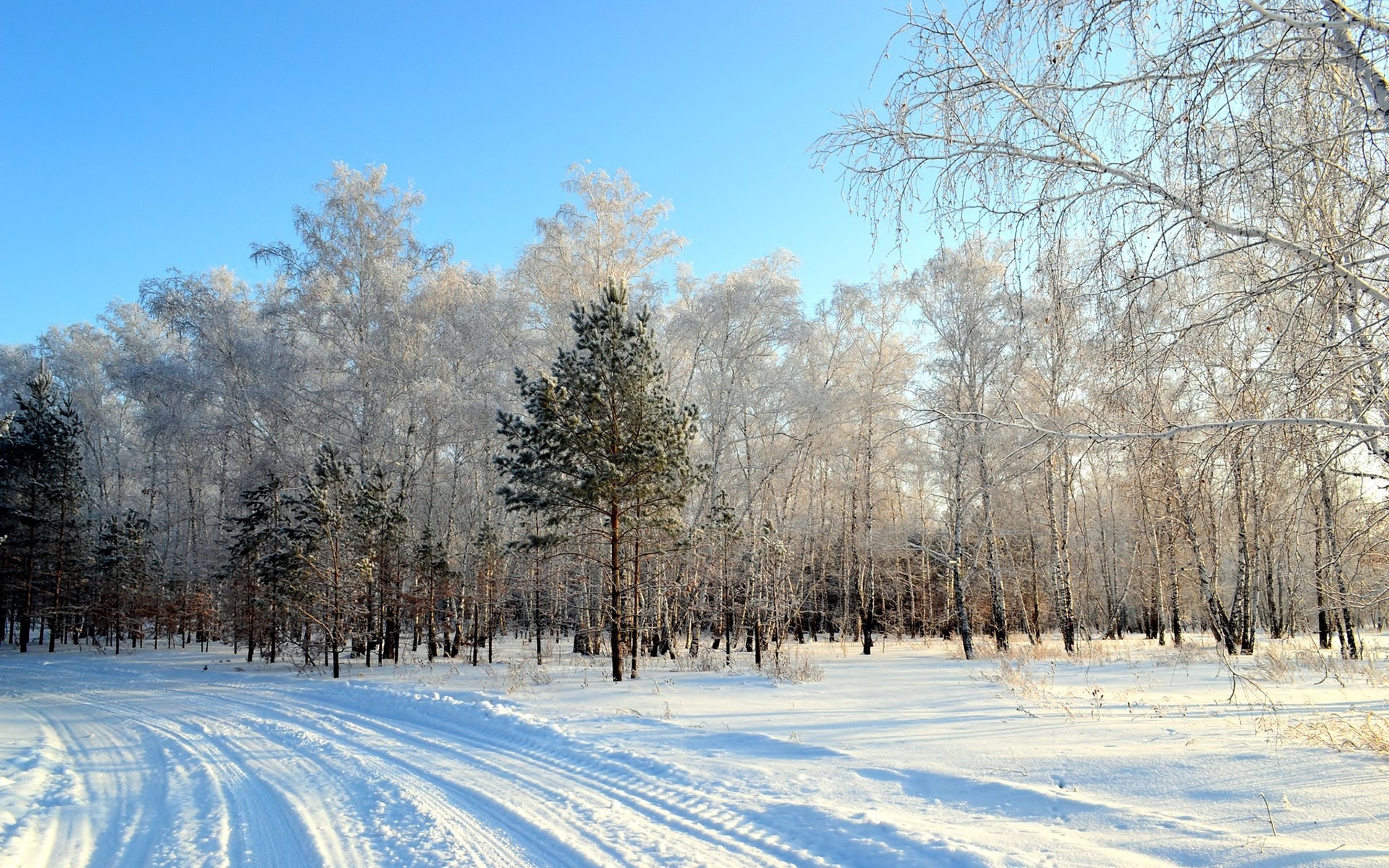 Droga, Las, Śnieg