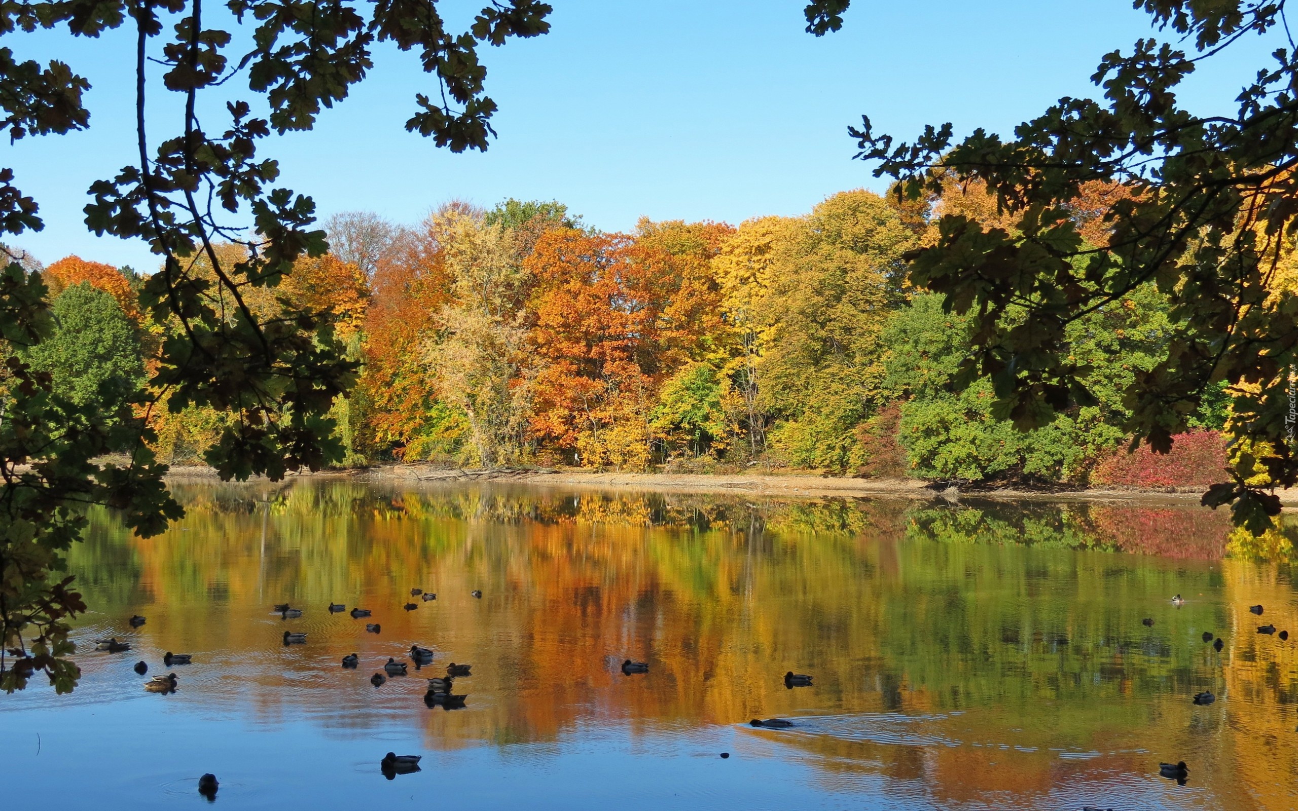 Park, Staw, Kaczki, Jesień