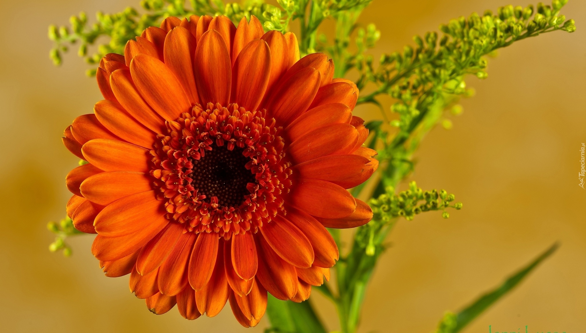 Kwiat, Pomarańczowa, Gerbera