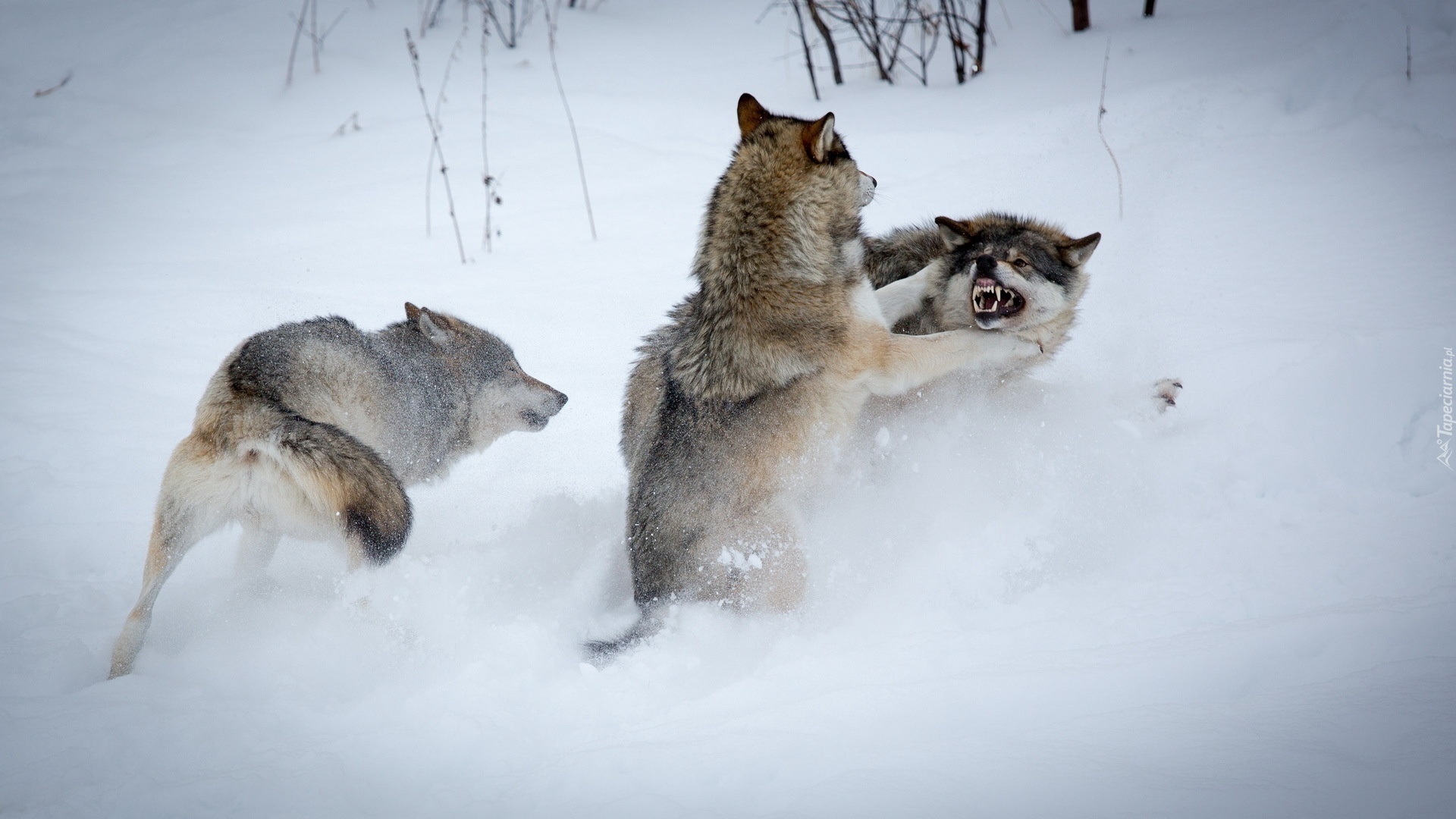 Wilki, Walka, Zima