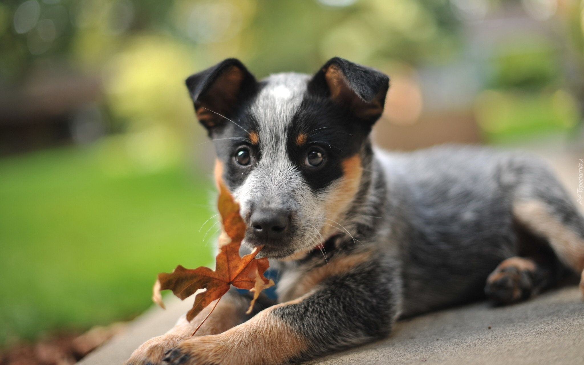 Australian cattle dog