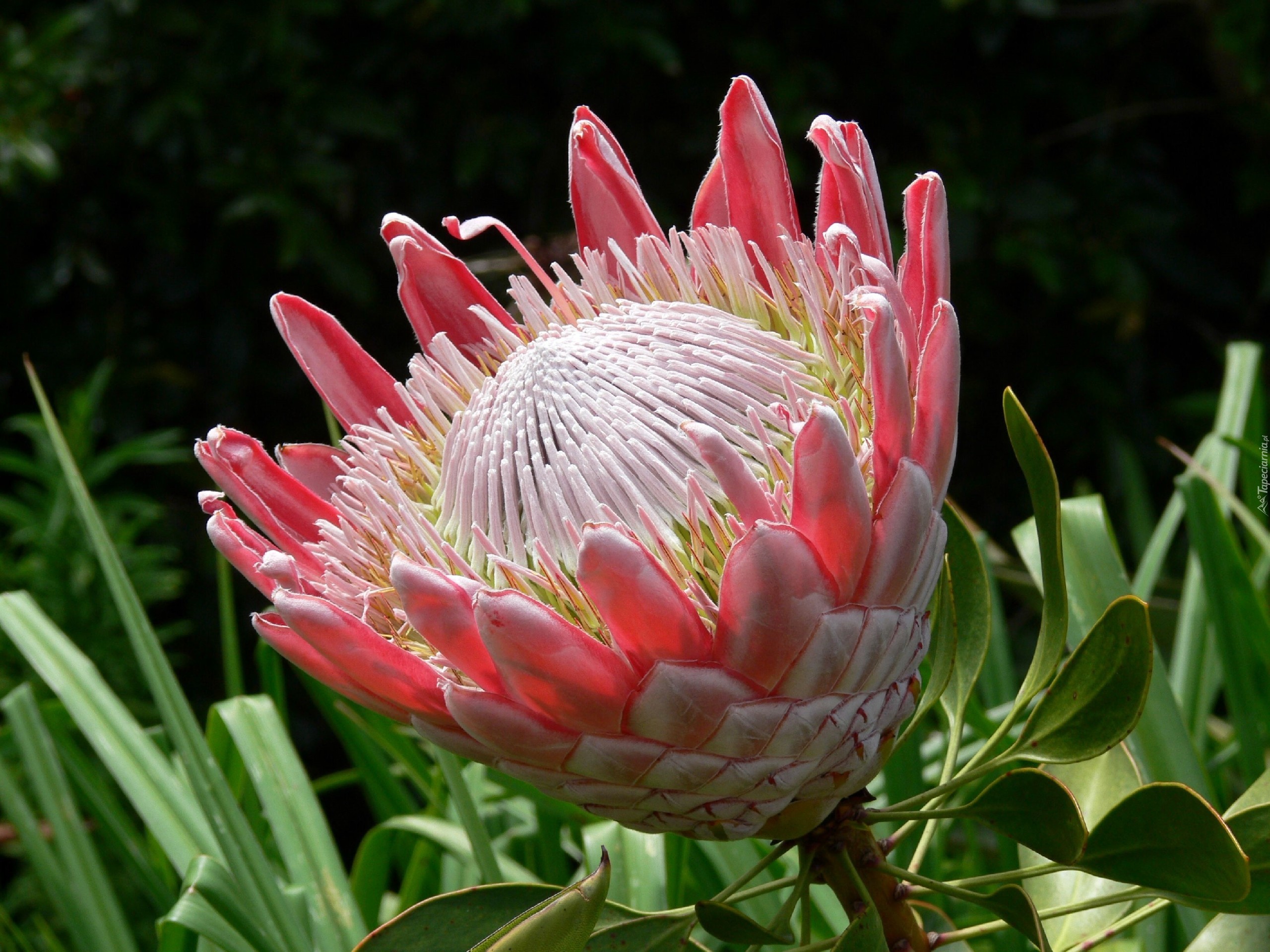 Afrykański, Krzew, Leucospermum, Rozkwitający, Kwiat