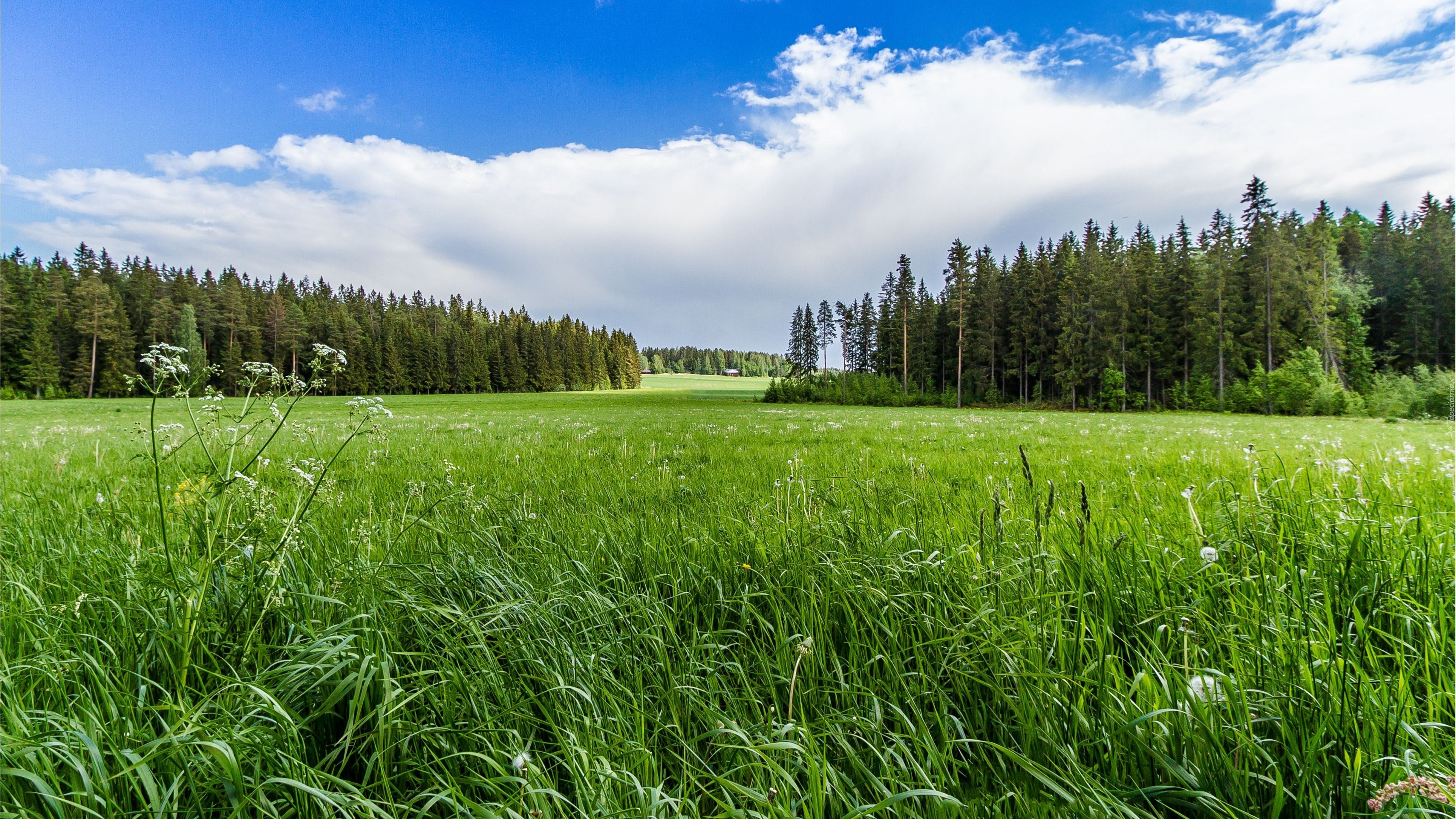 Łąka, Trawa, Las, Krajobraz