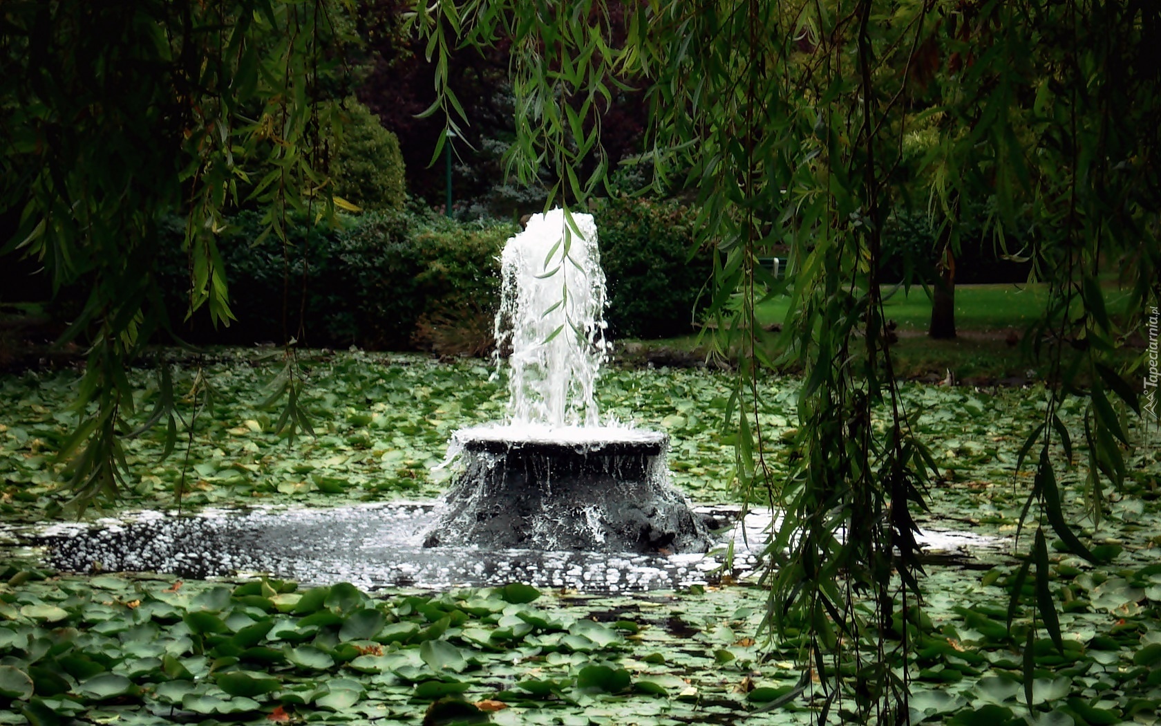 Park, Zarośnięty, Staw, Fontanna