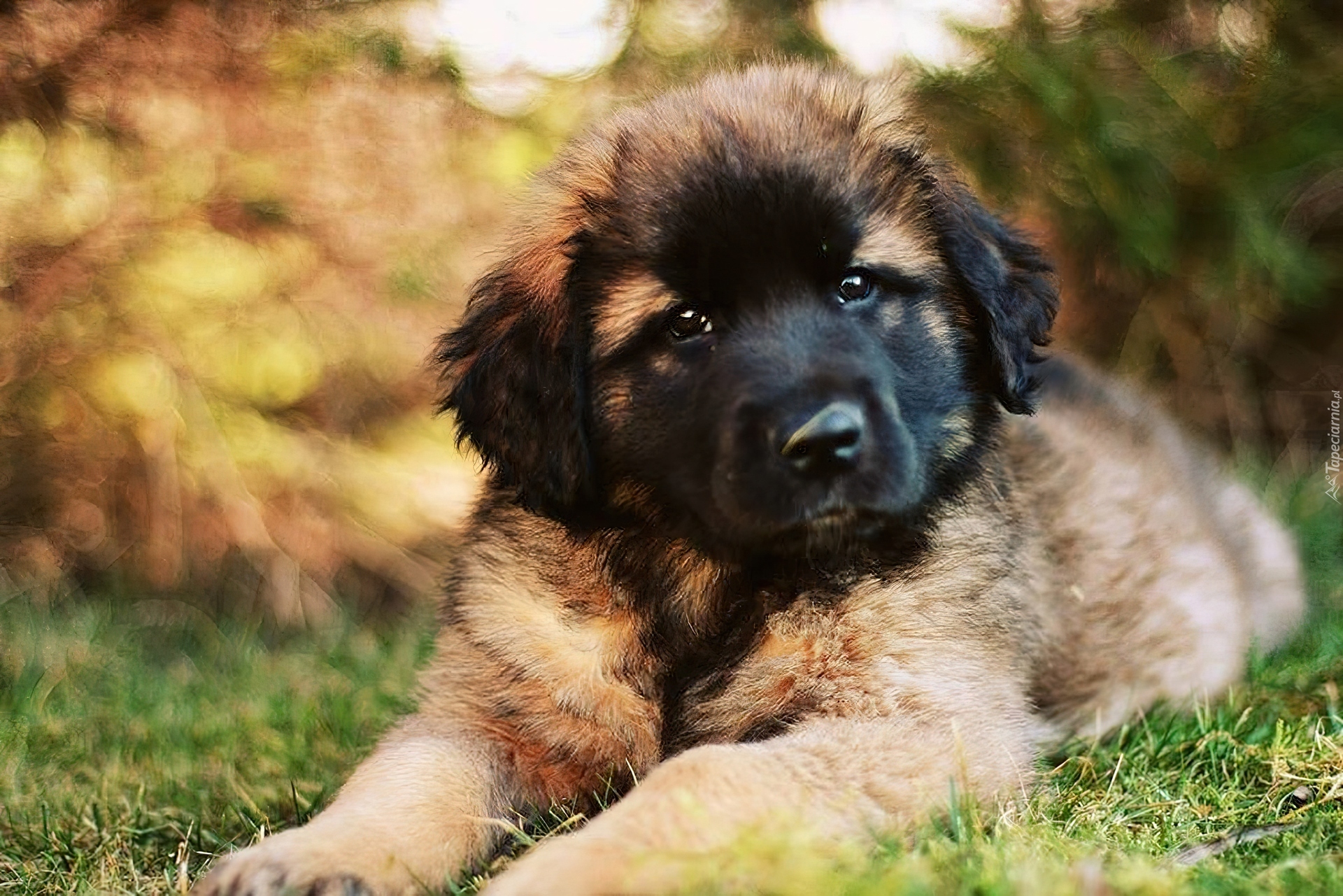 Brązowy, Pies, Leonberger