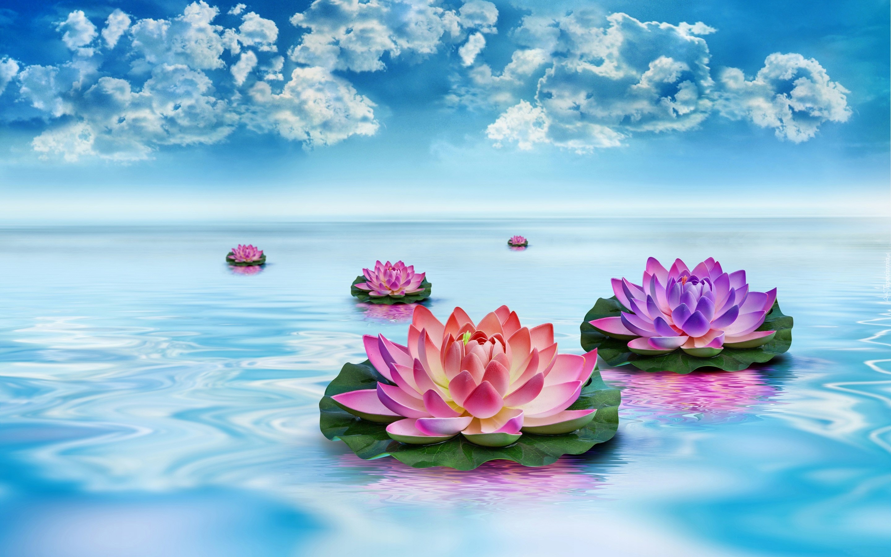 Вода цветы красиво. Лотос цветок. Цветы и море. Цветы на фоне моря. Лотос цветок на воде.