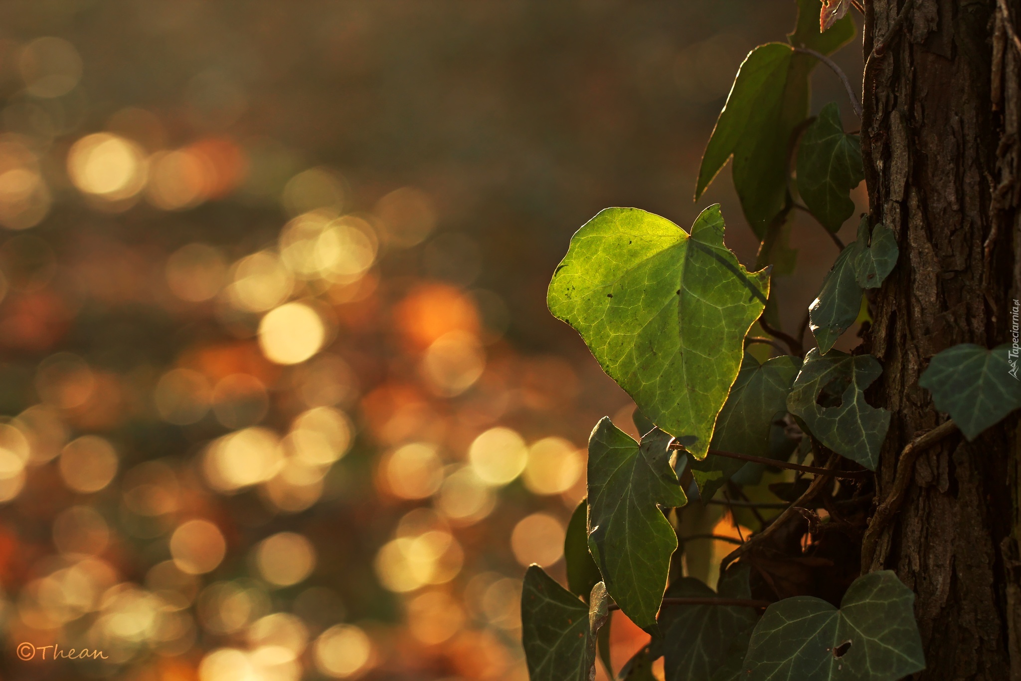 Bluszcz, Drzewo, Bokeh