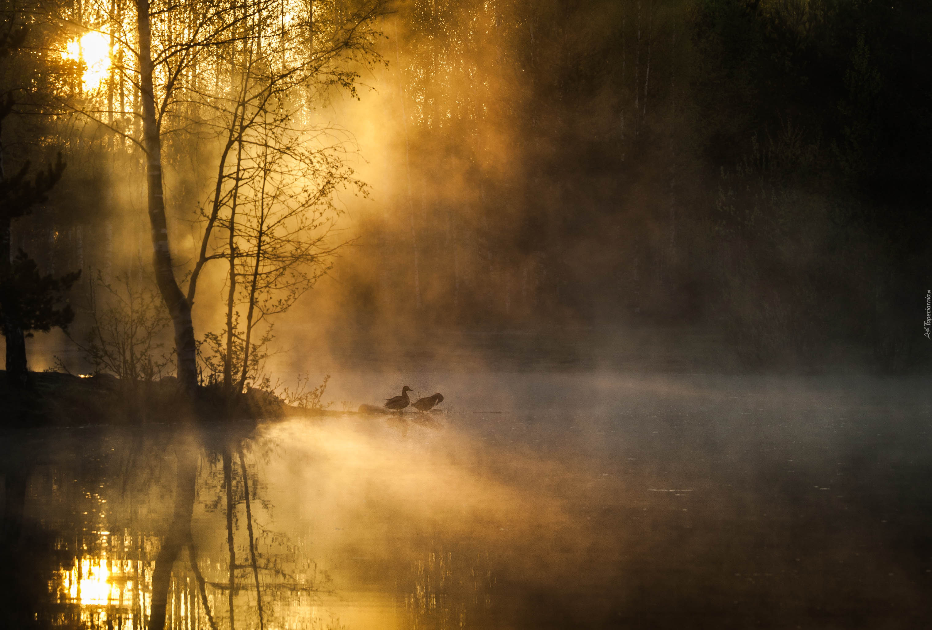 Jezioro, Mgła, Kaczki