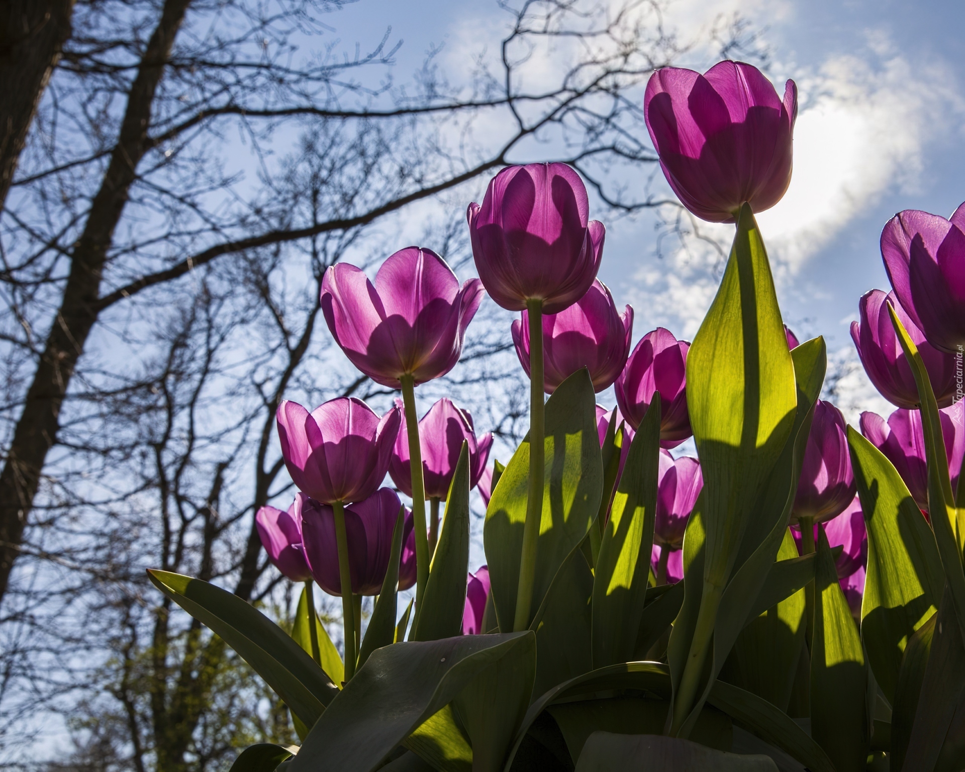 Różowe, Tulipany, Niebo