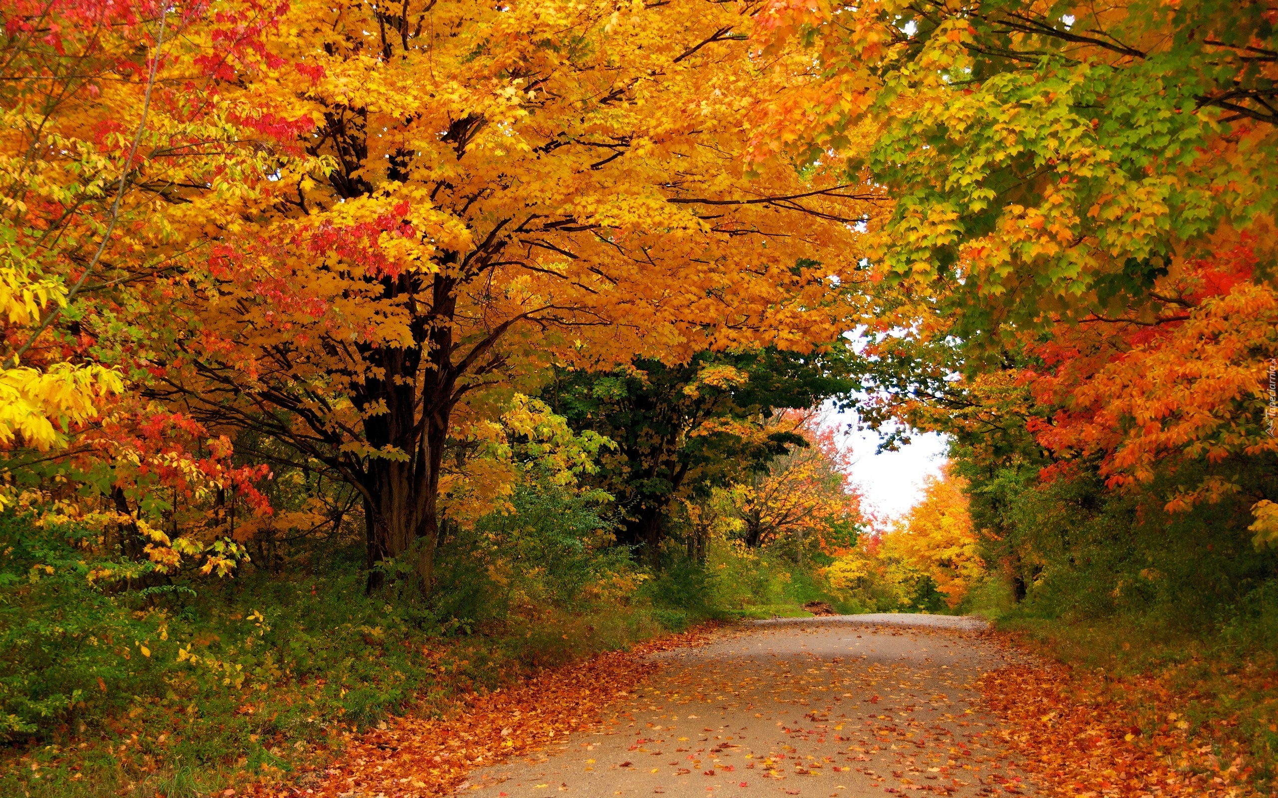 Droga, Las, Kolorowe, Drzewa, Liście, Jesień