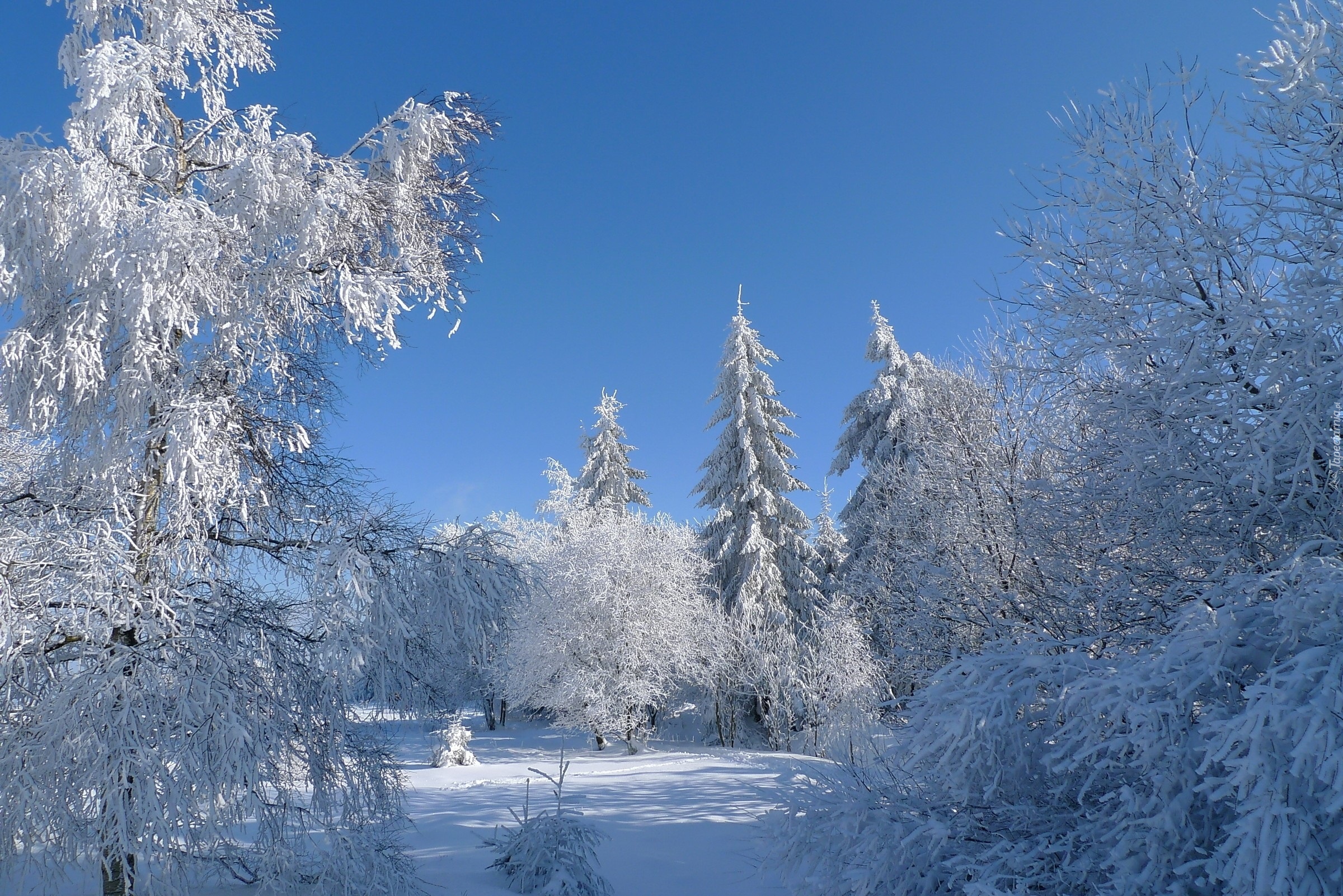 Zima, Śnieg, Oszronione, Drzewa