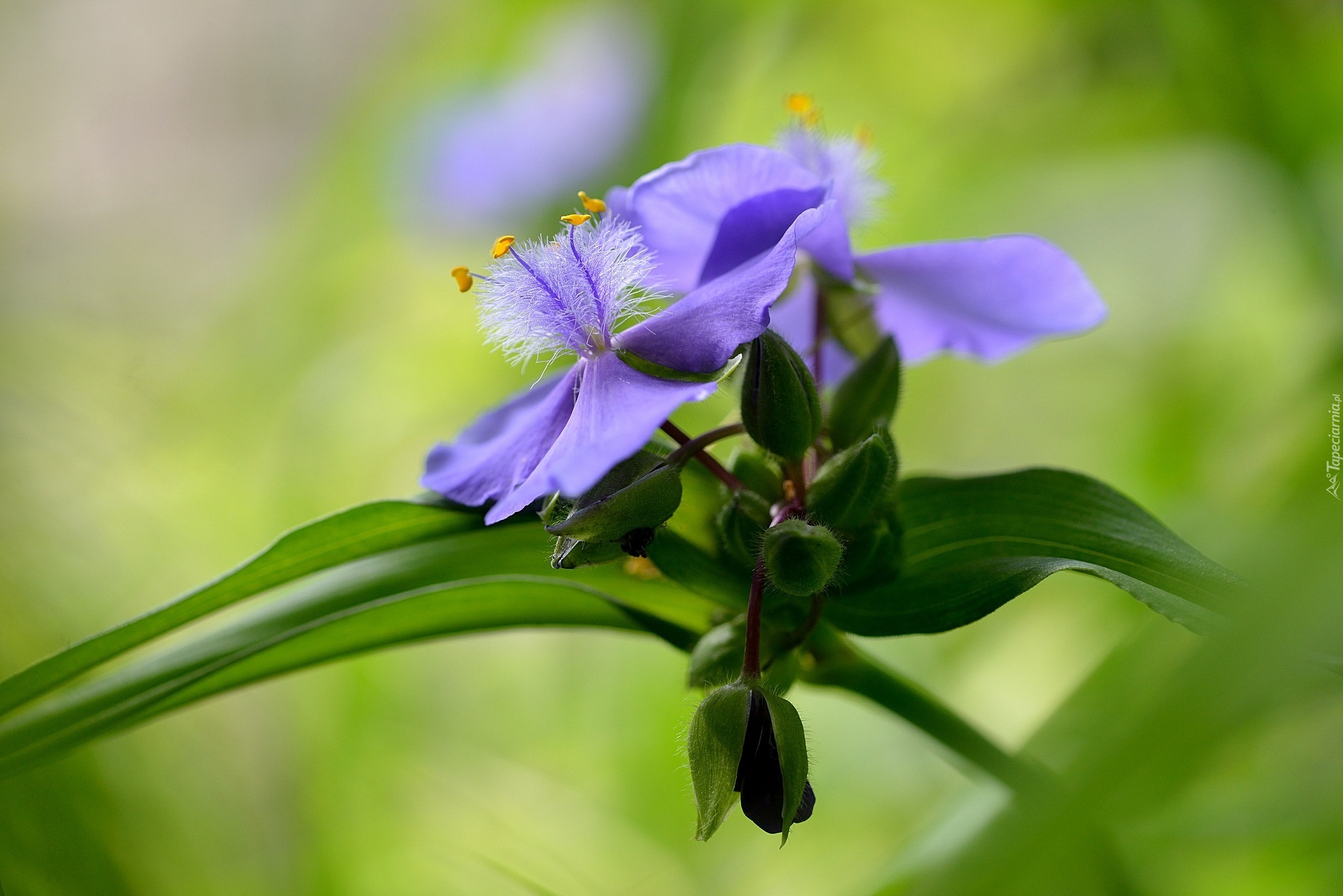 Kwiat, Spiderwort, Pąki, Liście, Tło