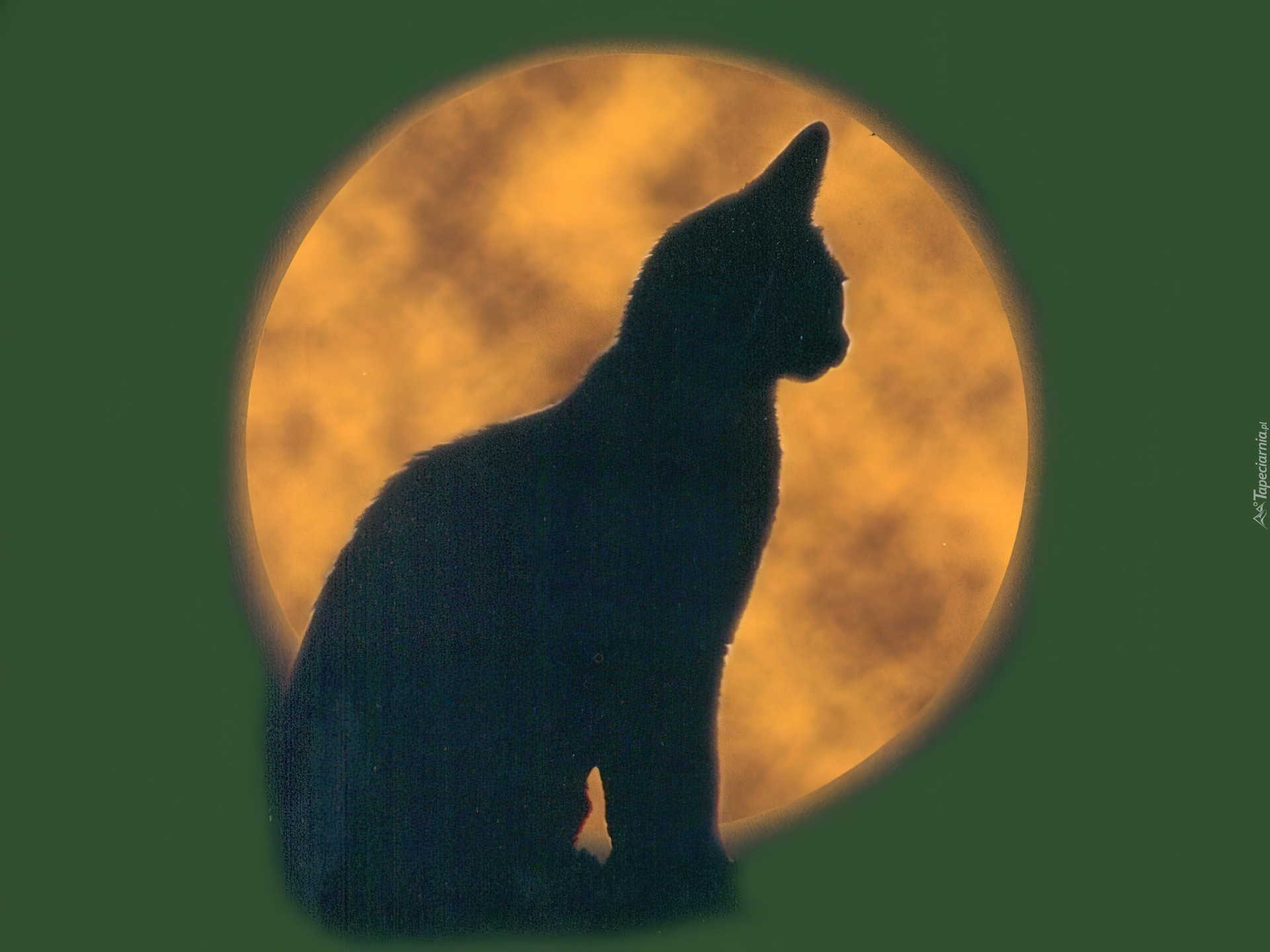 Halloween,kotek , księżyc