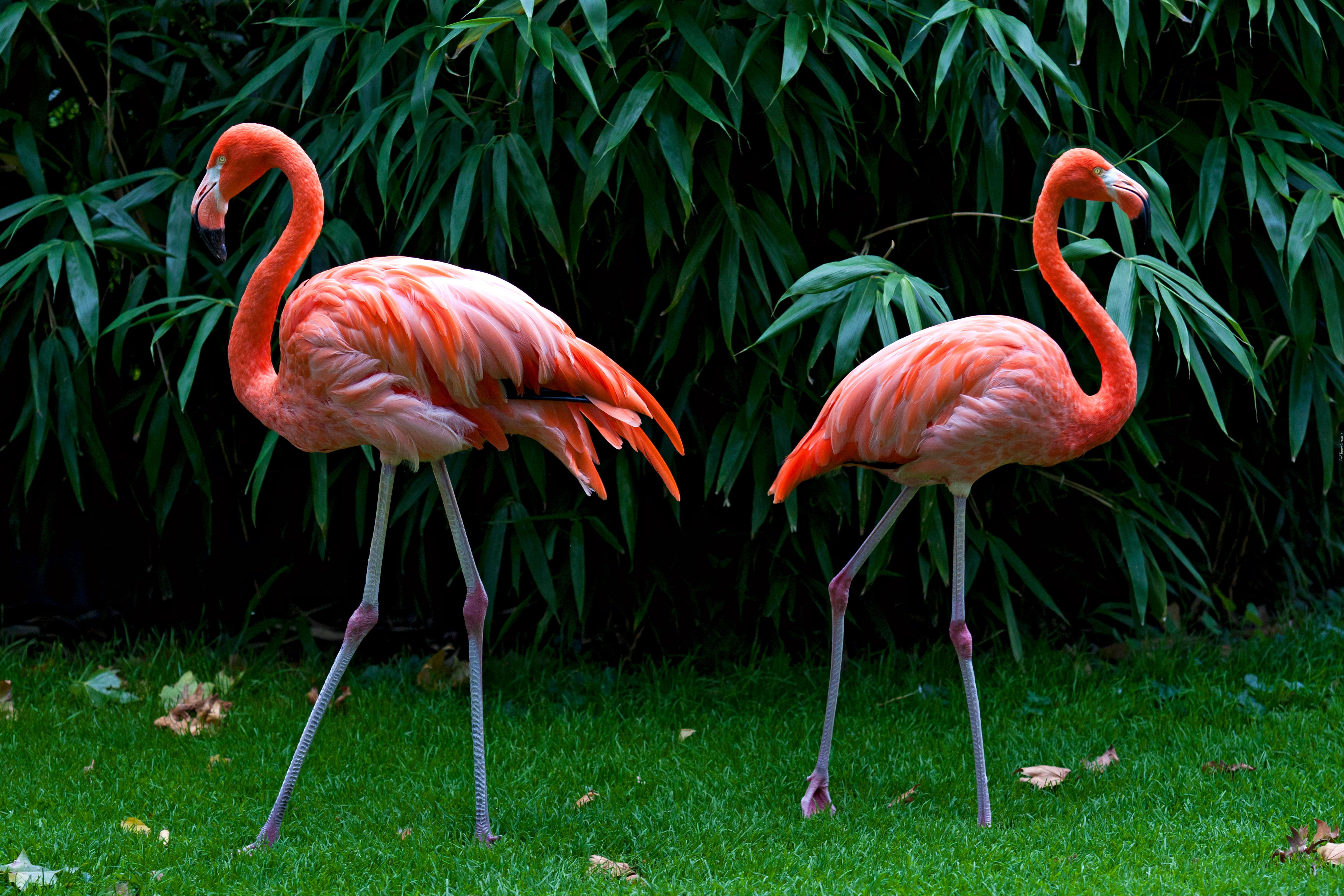 Dwa, Flamingi, Trawa, Krzewy