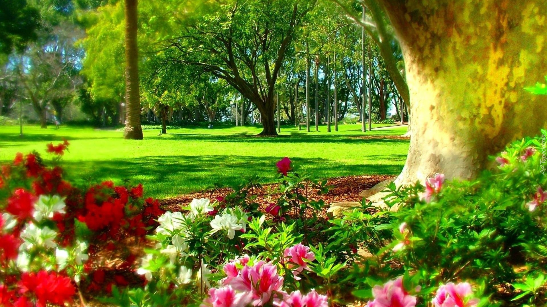 Wiosna, Hyde Park, Sydney, Australia