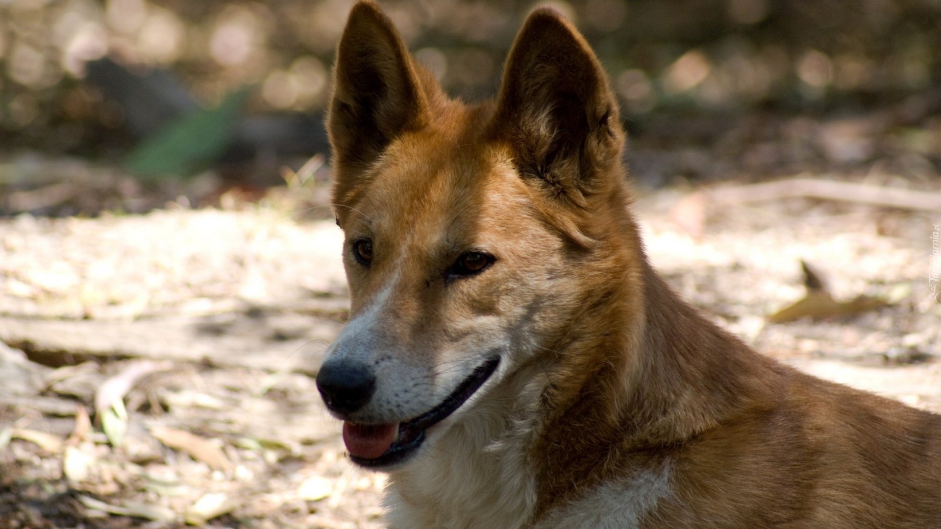 Dziki, Pies, Dingo