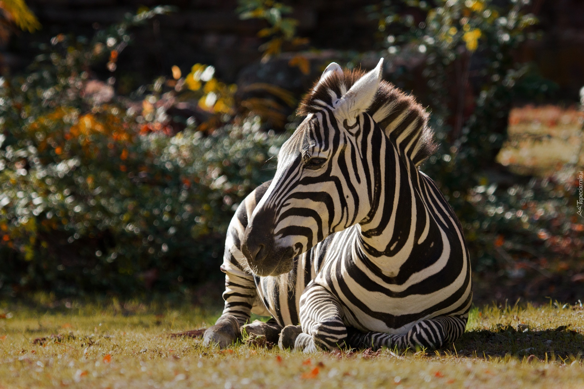 Odpoczywająca, Zebra