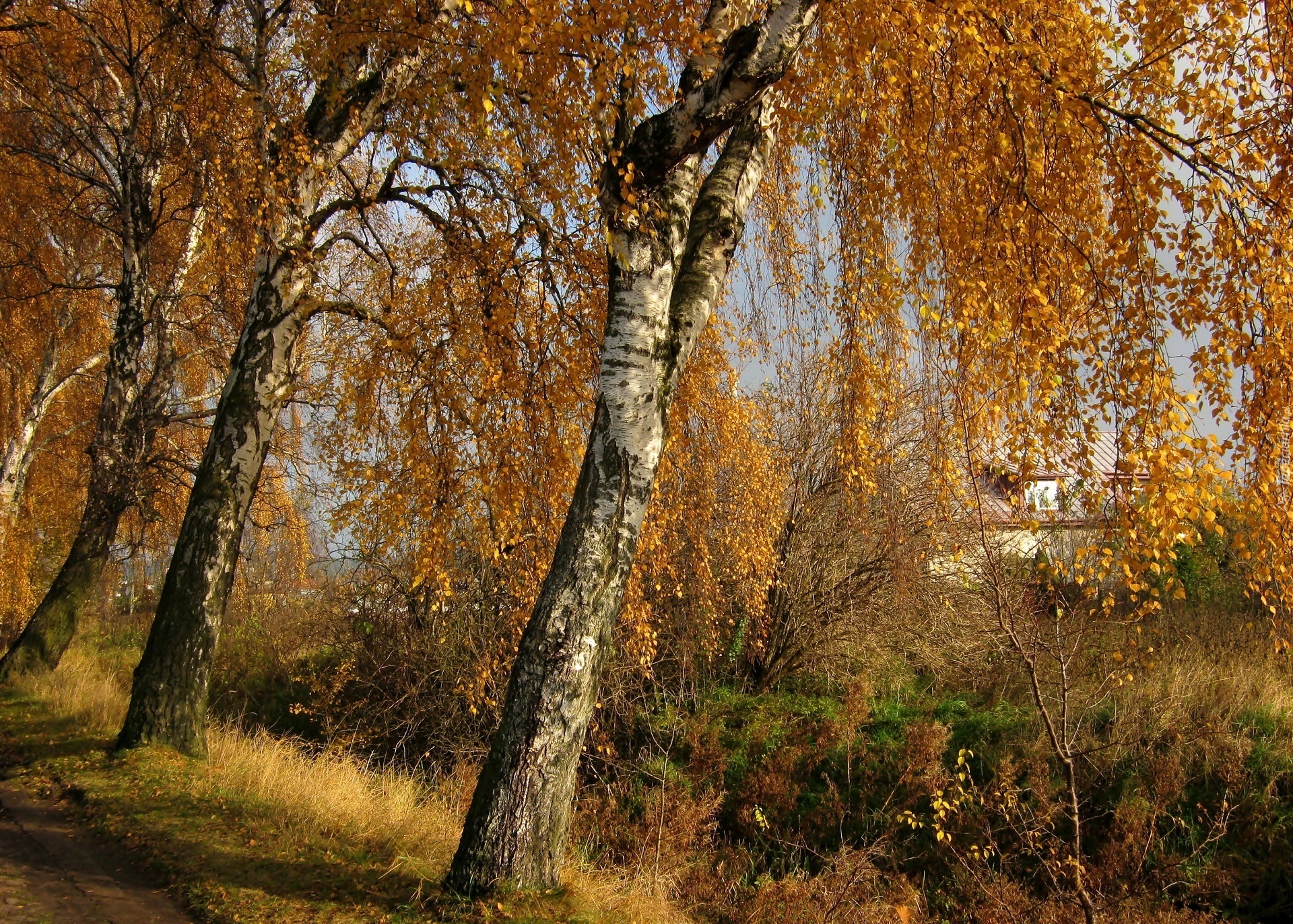 Jesień, Brzozy, Przy Drodze