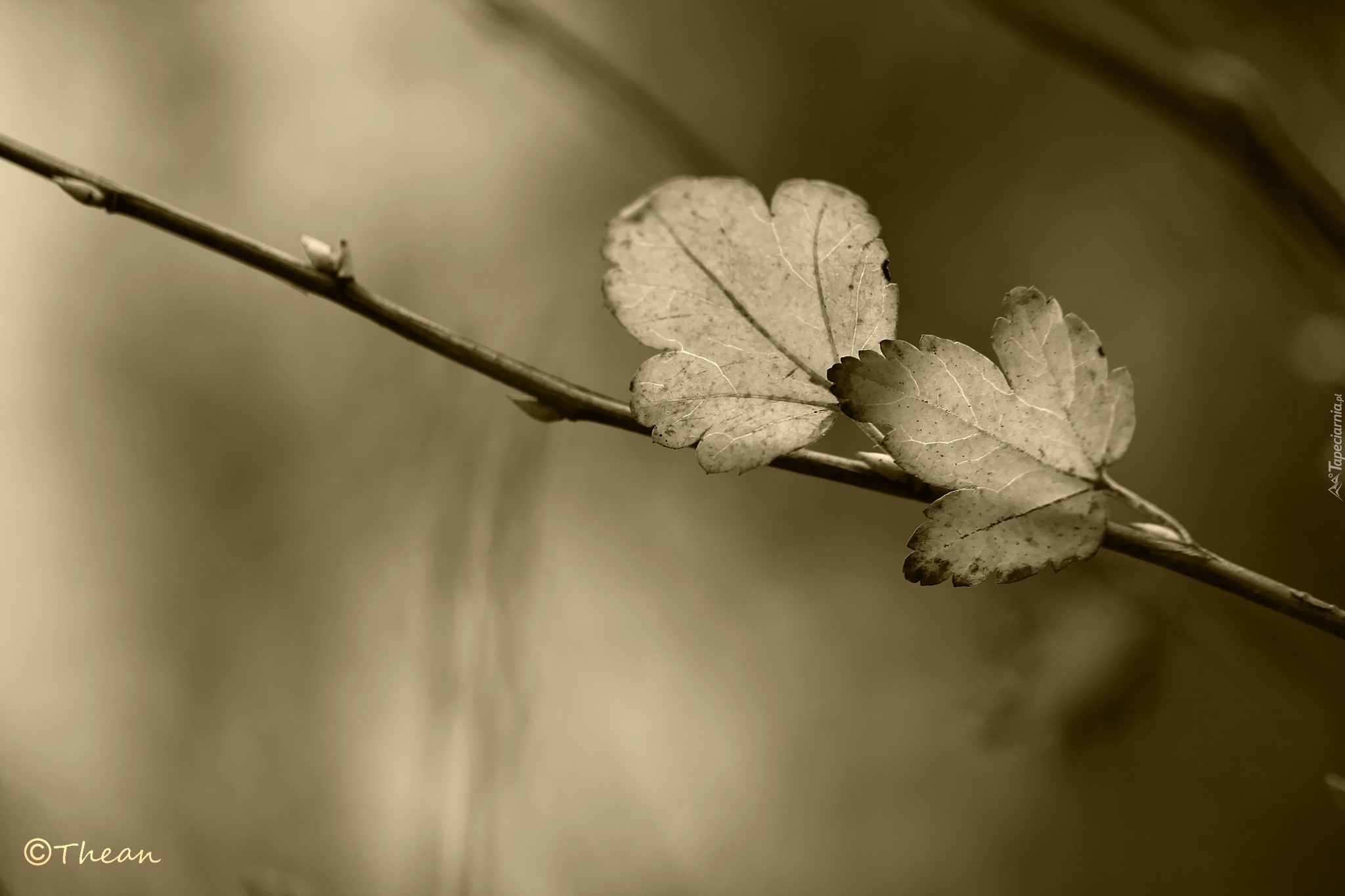 Listki, Gałązka, Sepia