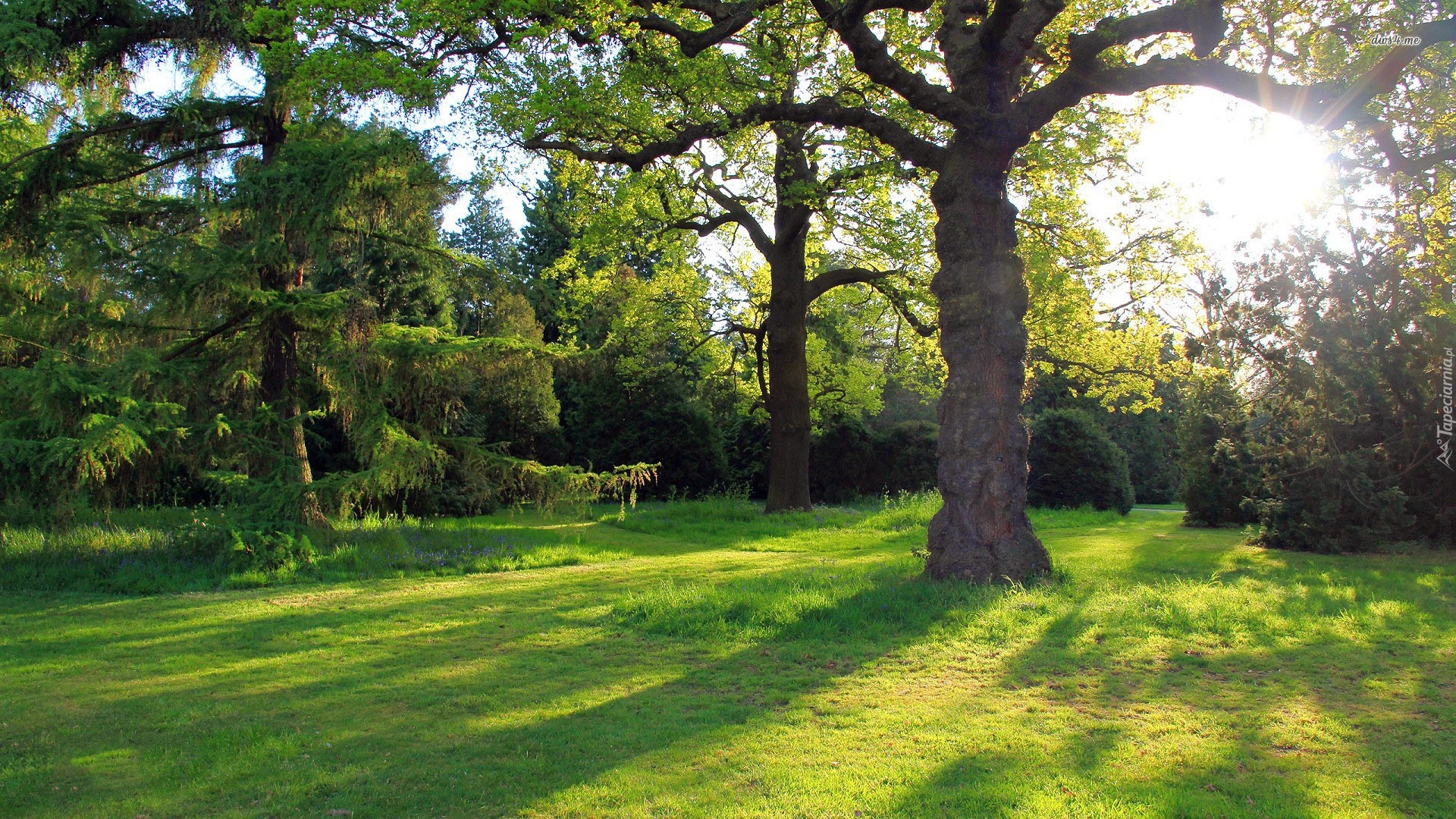 Park, Promienie Słońca