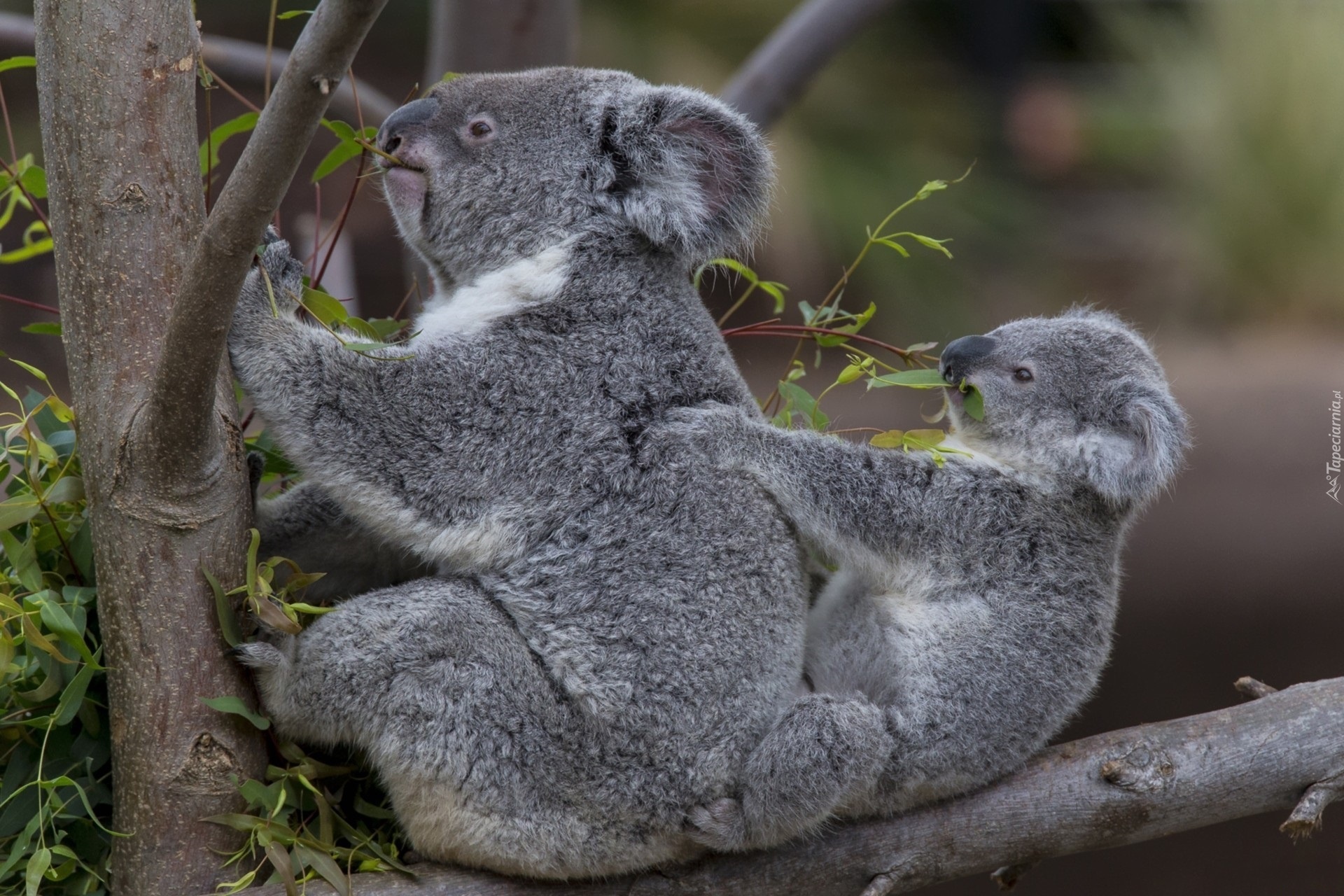 Misie, Koala, Rodzinka