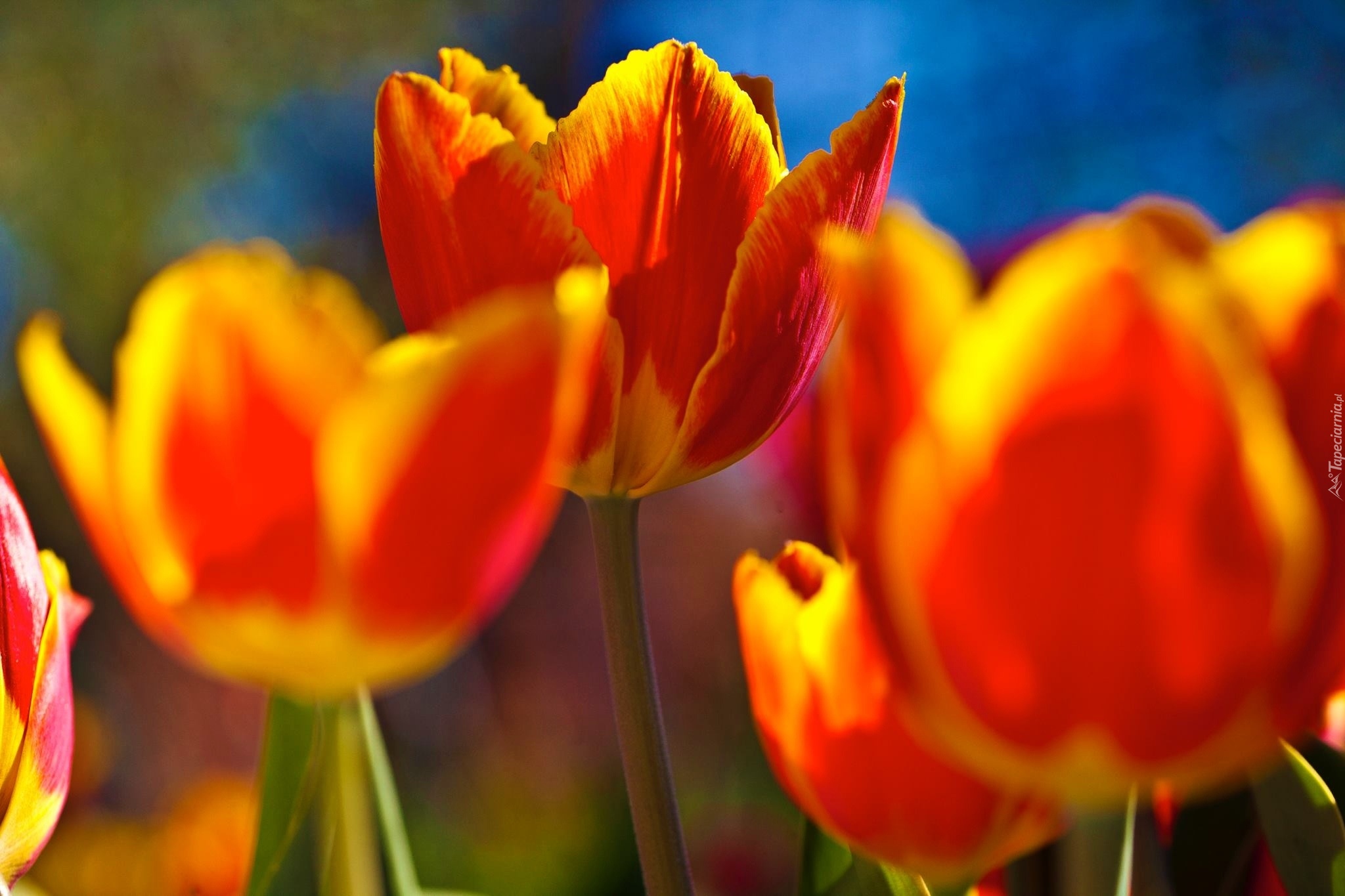 Pomarańczowo, Żółte, Tulipany
