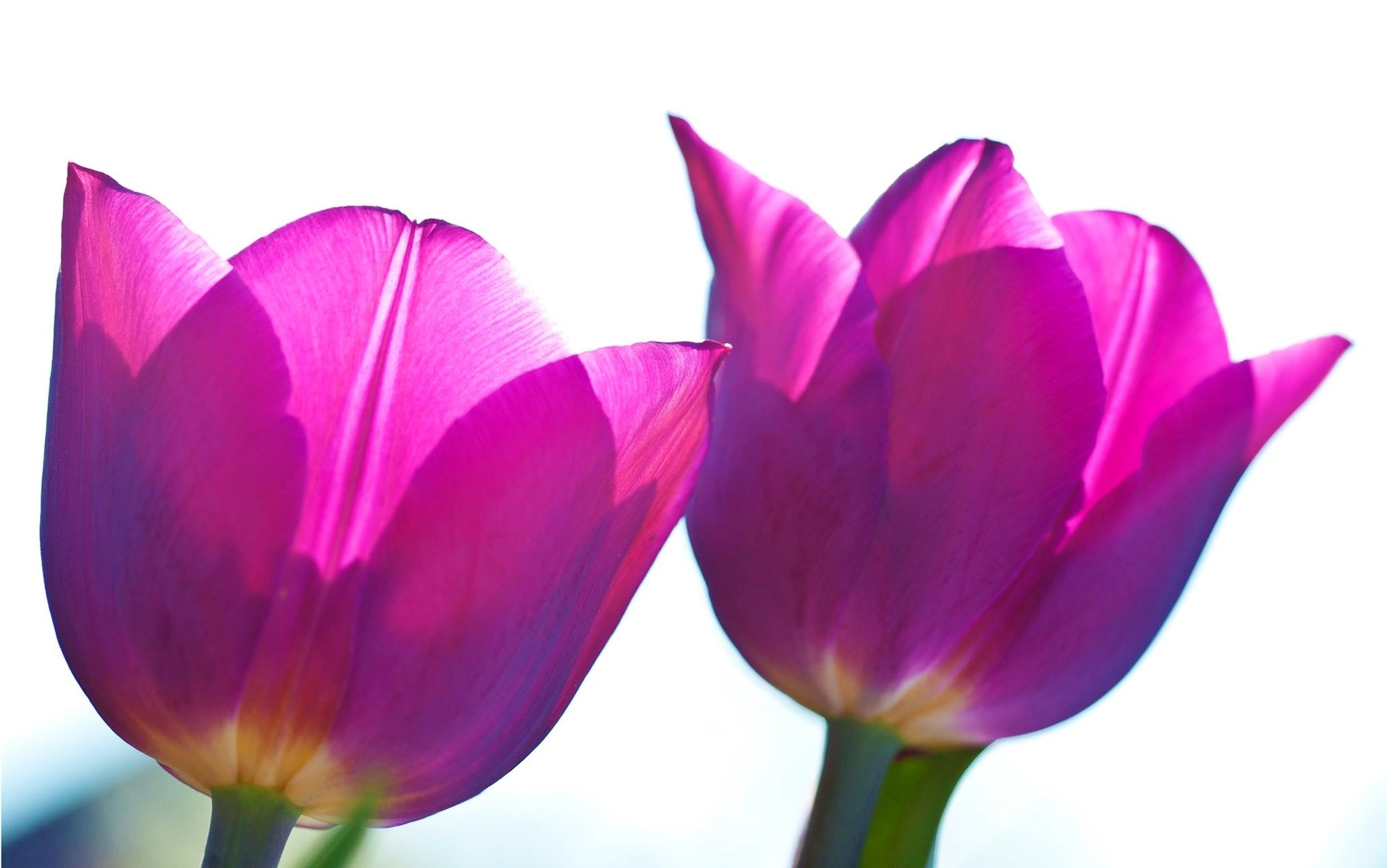 Fioletowe, Tulipany, Białe, Tło