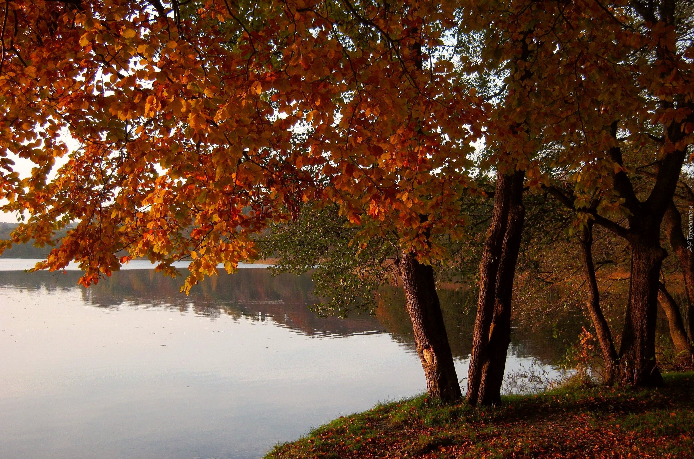 Jezioro, Drzewa, Jesień, Krajobraz