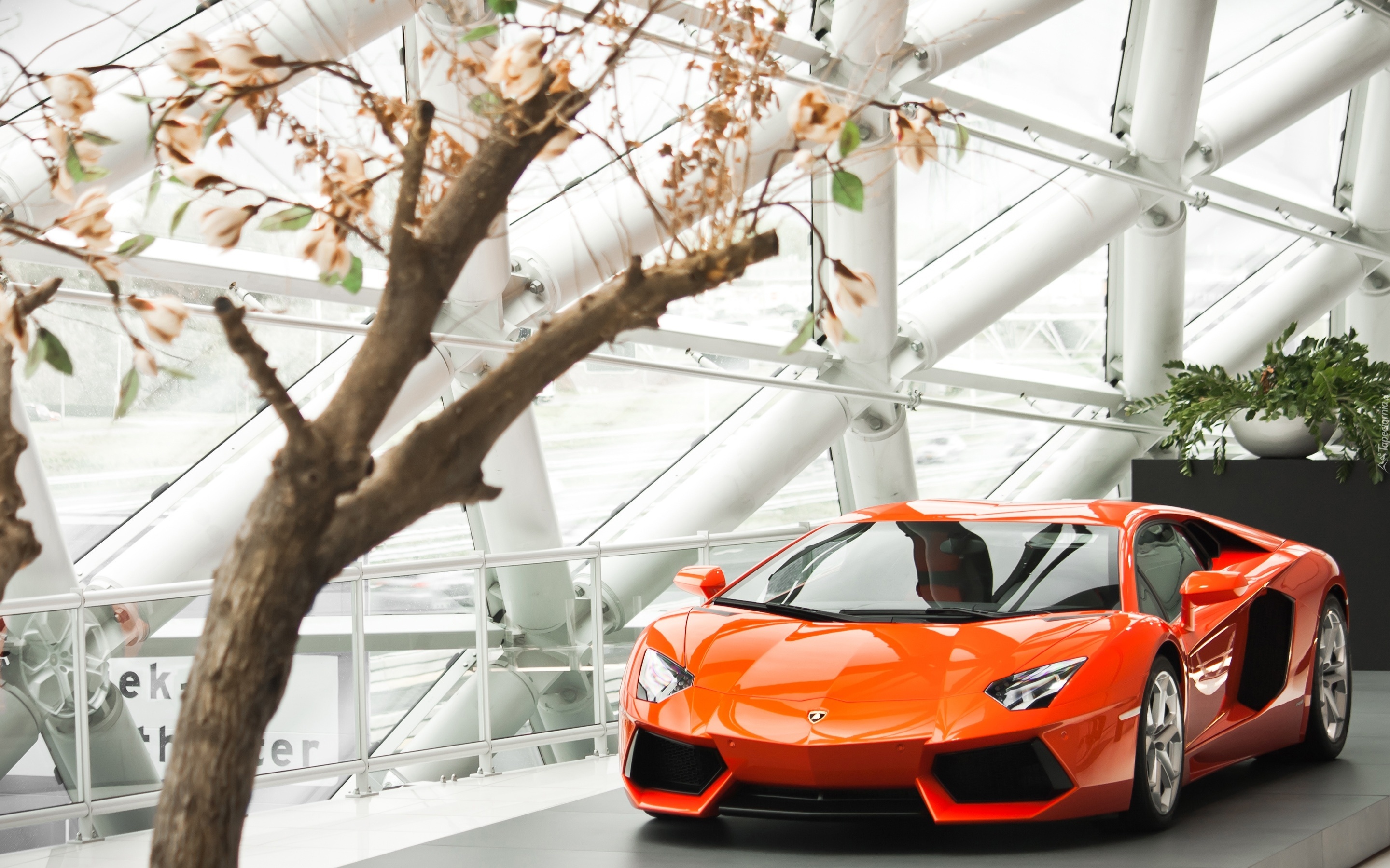 Salon, Samochodowy, Lamborghini, Aventador, 2013, Krzew, Magnolii