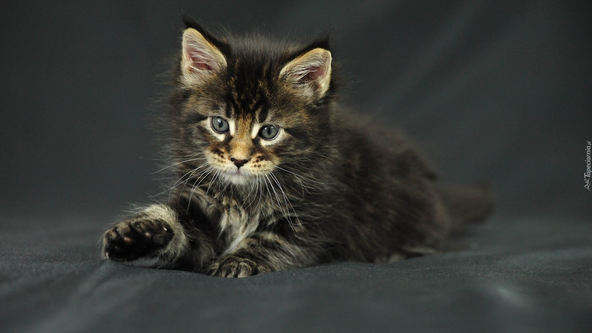 Kotek, Maine Coon